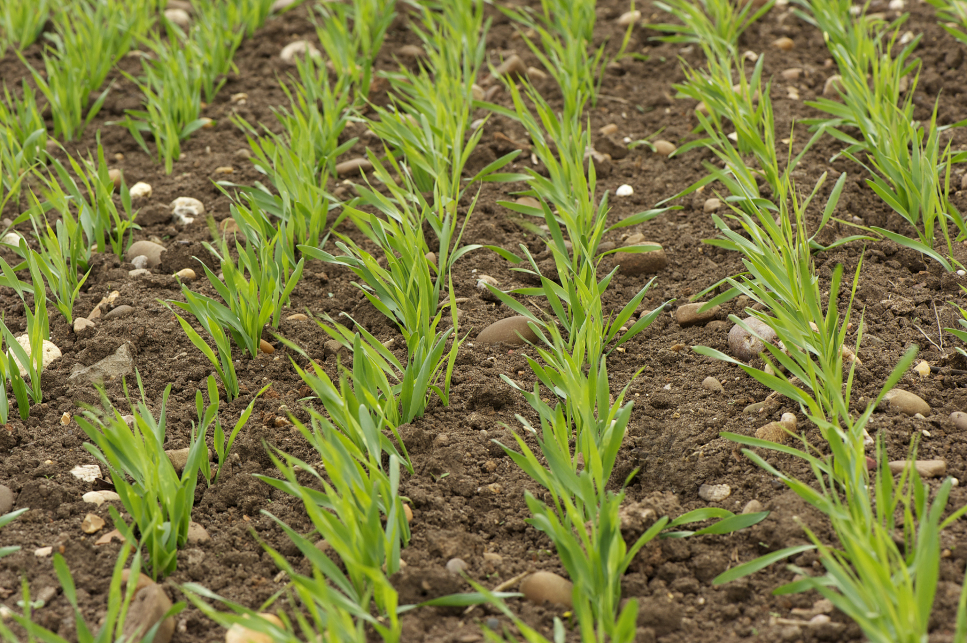 小麦田除草剂啶磺草胺,在使用的时候要注意:1,冬前施药除草效果好于冬