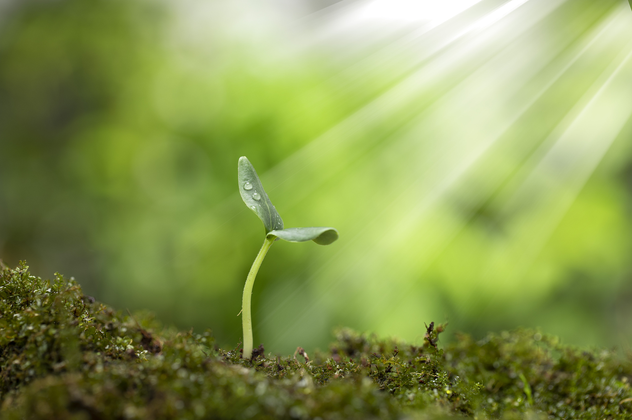 **不辜负每一天的阳光,不错过每一次的成长**  在自然界中,每一株植物