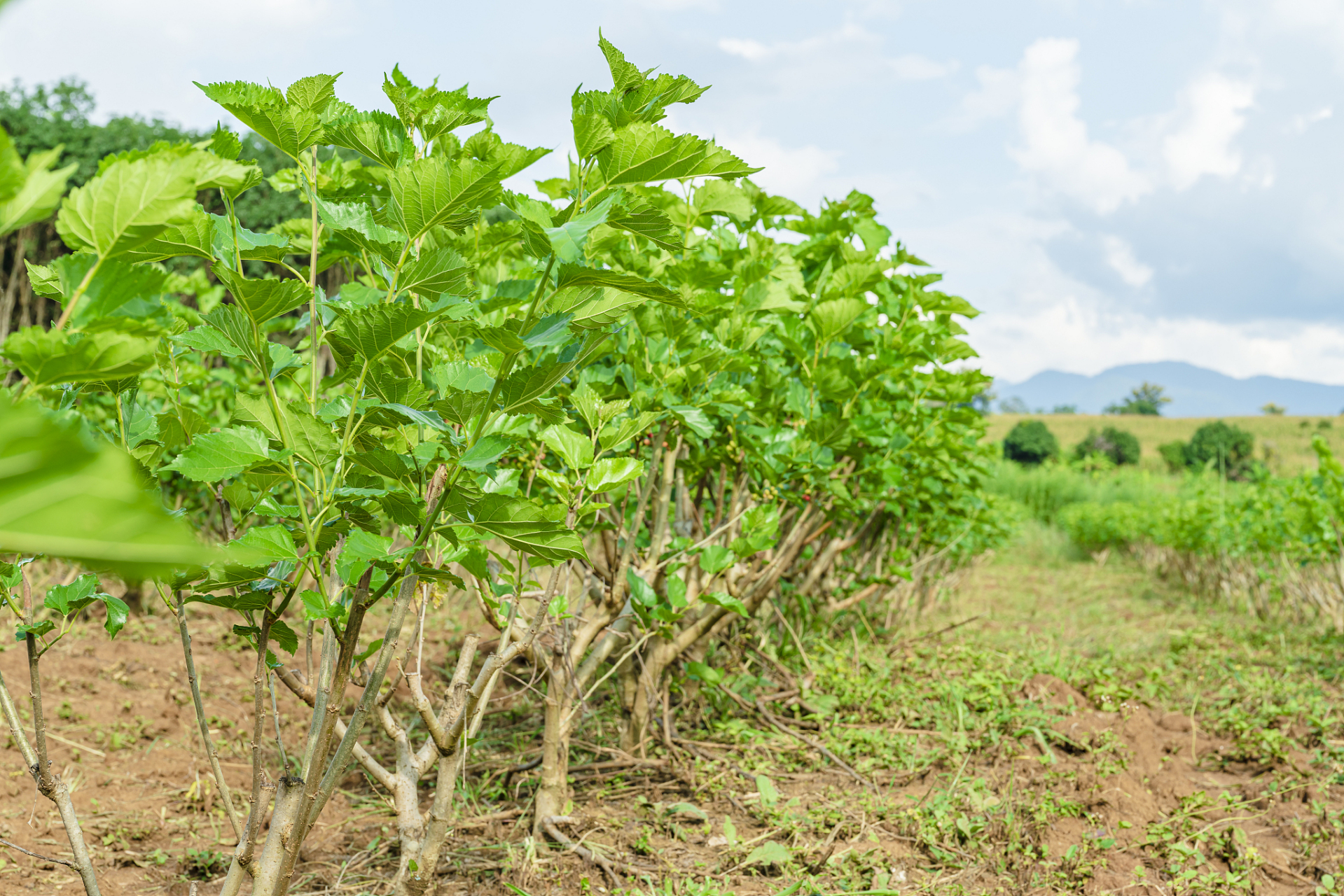 桑葚树需要精心修剪,才能提高产量,品质和抗病能力.