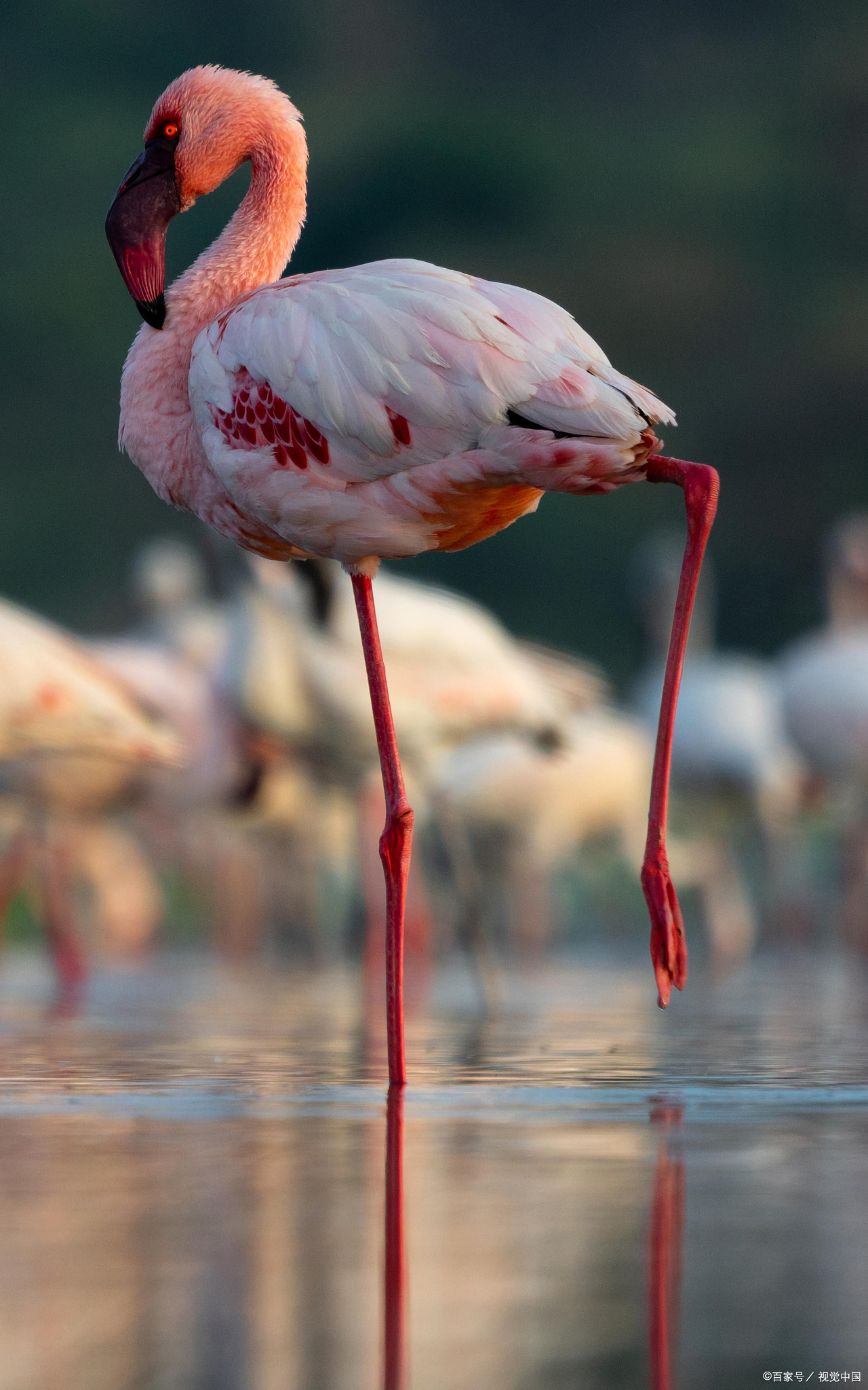 嘿小伙伴们,今天我得跟大家聊聊一个既粉红又神秘的话题——火烈鸟