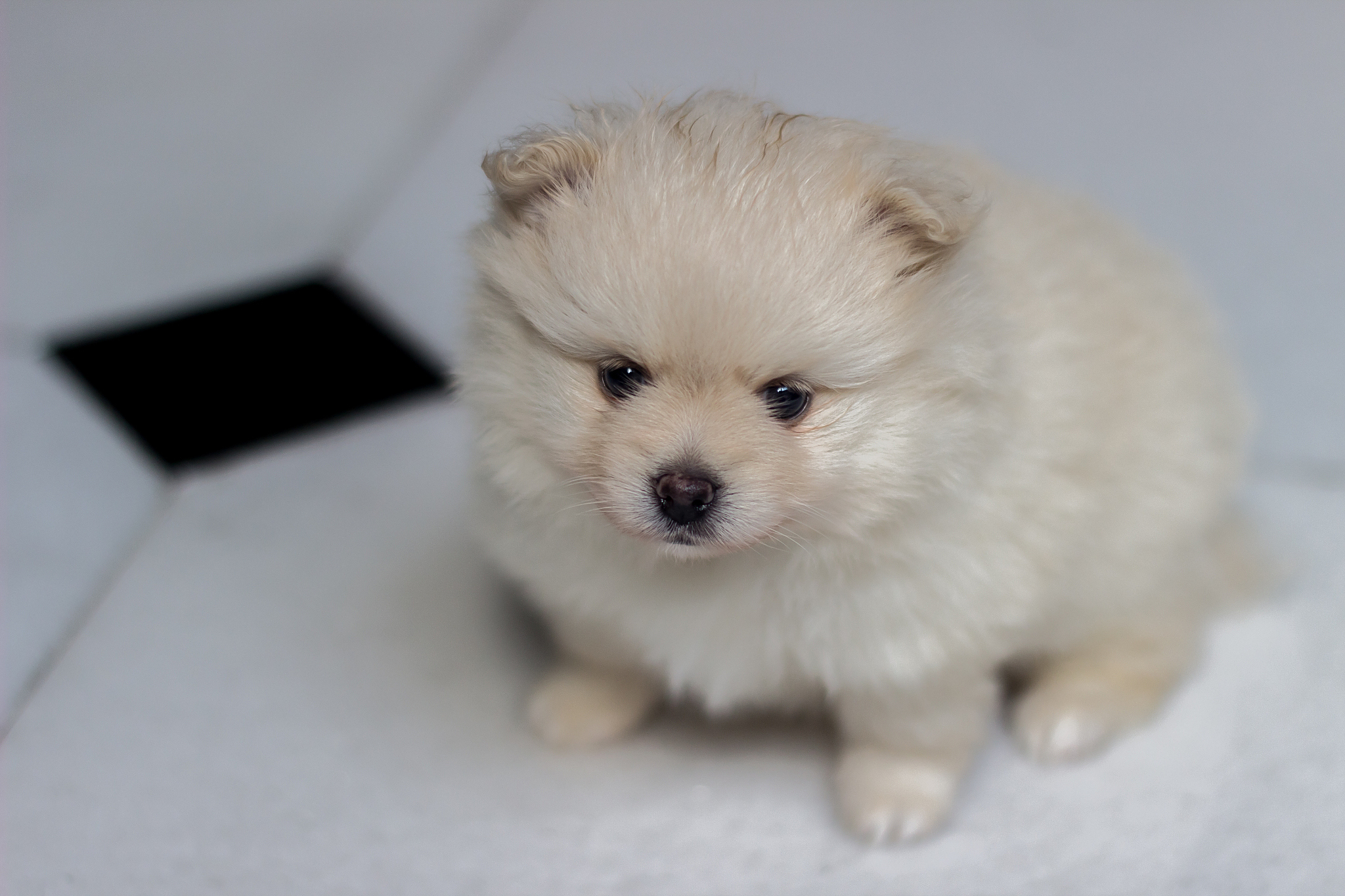 因此,应避免使用惩罚手段,采取正确措施纠正幼犬的行为.