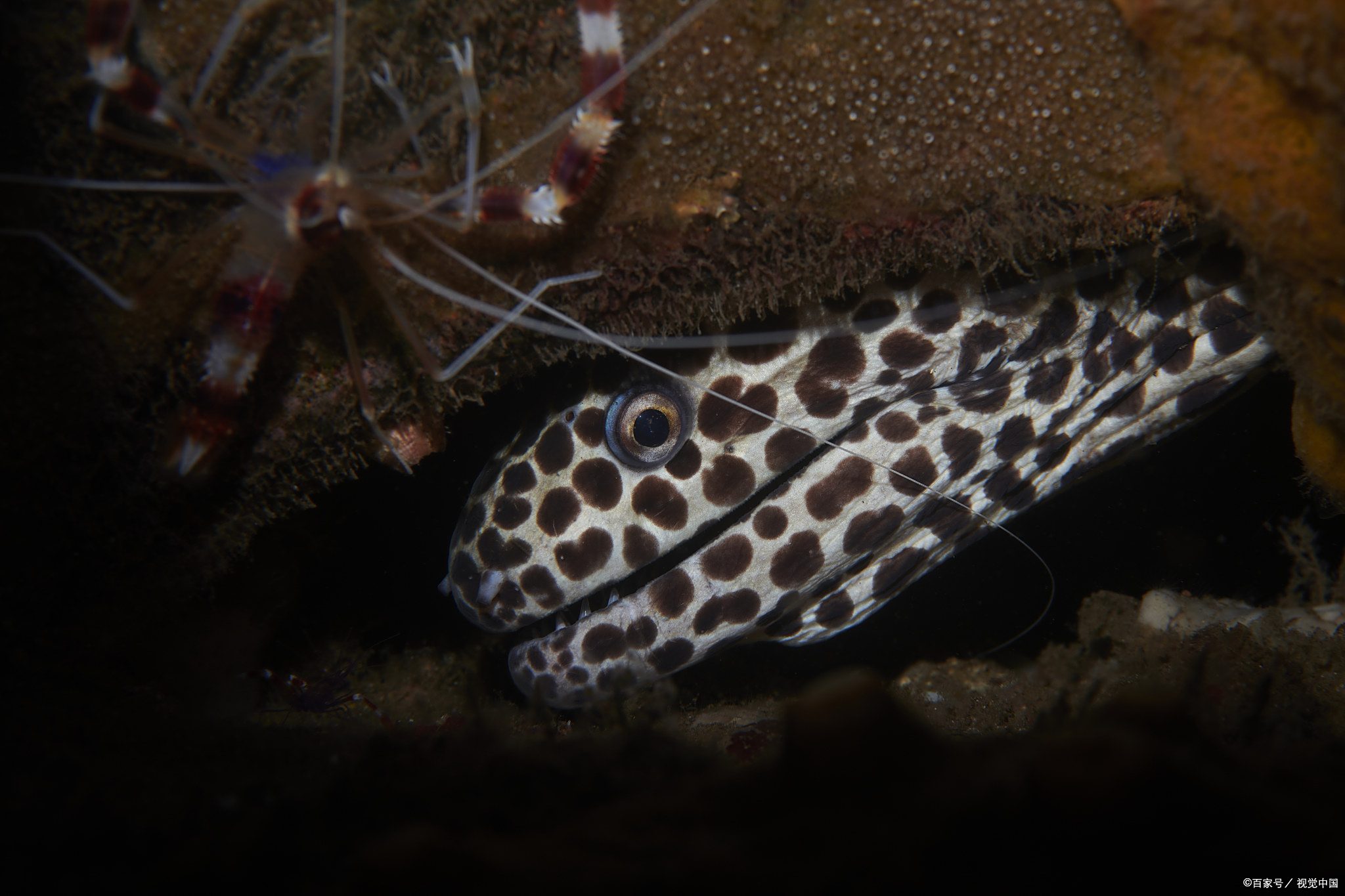豹纹海鳗可以养到多大