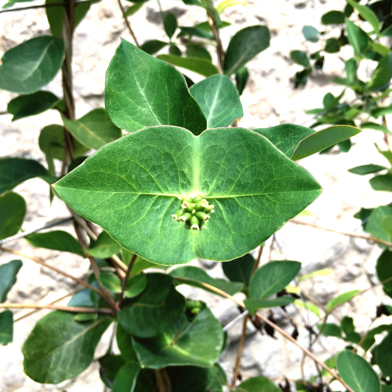 中药防己:利水消肿,除痹止痛【仅供参考】       防己苦寒降泄,性善