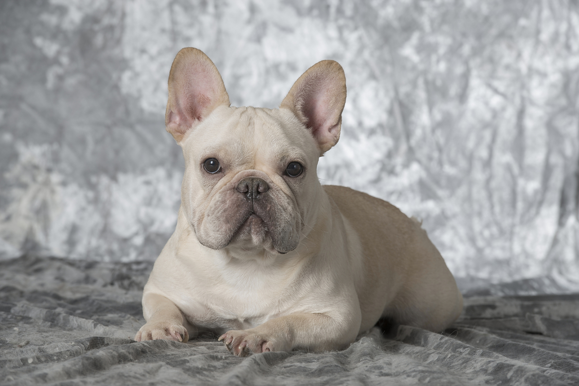 摘要:法斗是法国的国犬,起源于英格兰的小型斗牛犬,但真正发展在法国