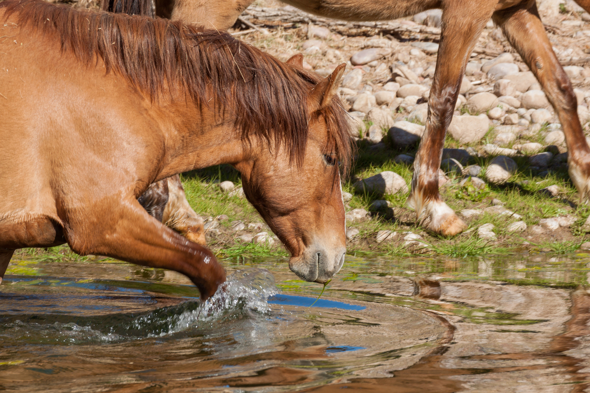 于是,牵马过河时,如若马低头喝了河里的水,他们