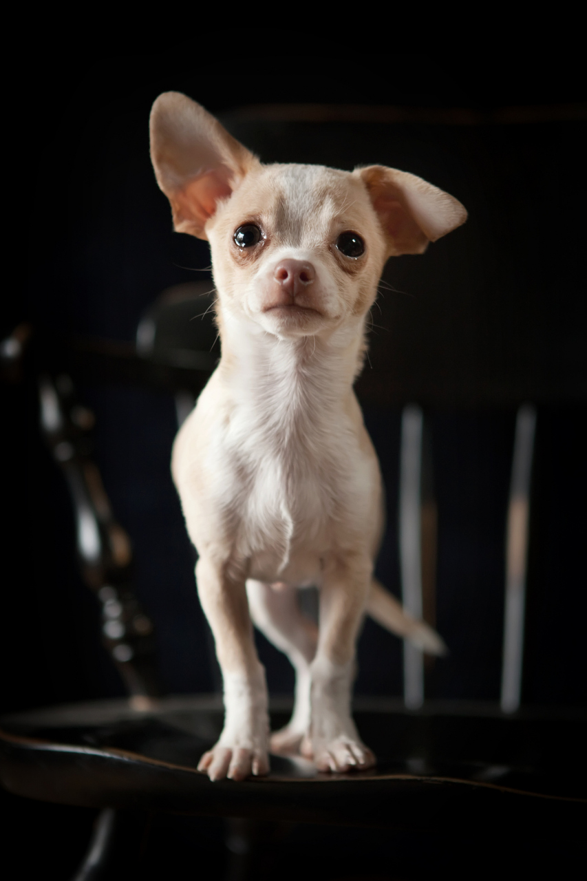 吉娃娃,也称作迷你品种的墨西哥无毛狗,是一种小型犬种,属于玩具犬