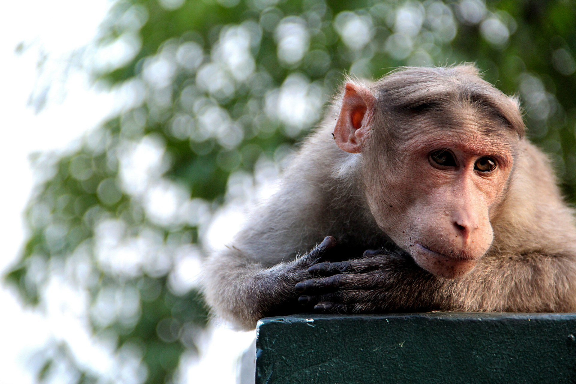 巴拿马猴已进入石器时代,使用石头作为工具砸干果,但技术仍处于原始