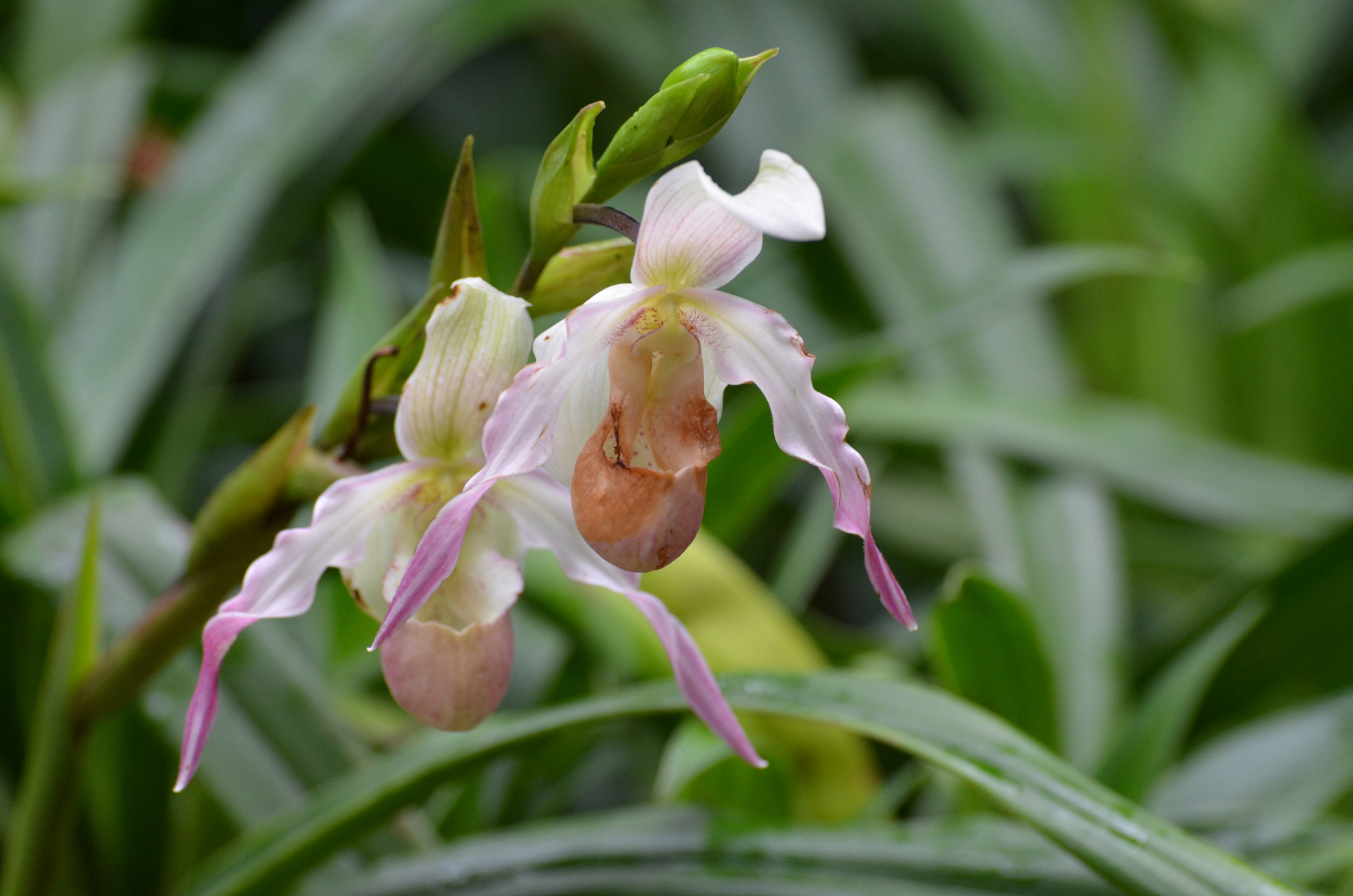 鸽兰是一种附生兰花,这意味着它生长在树木和其他植物上.