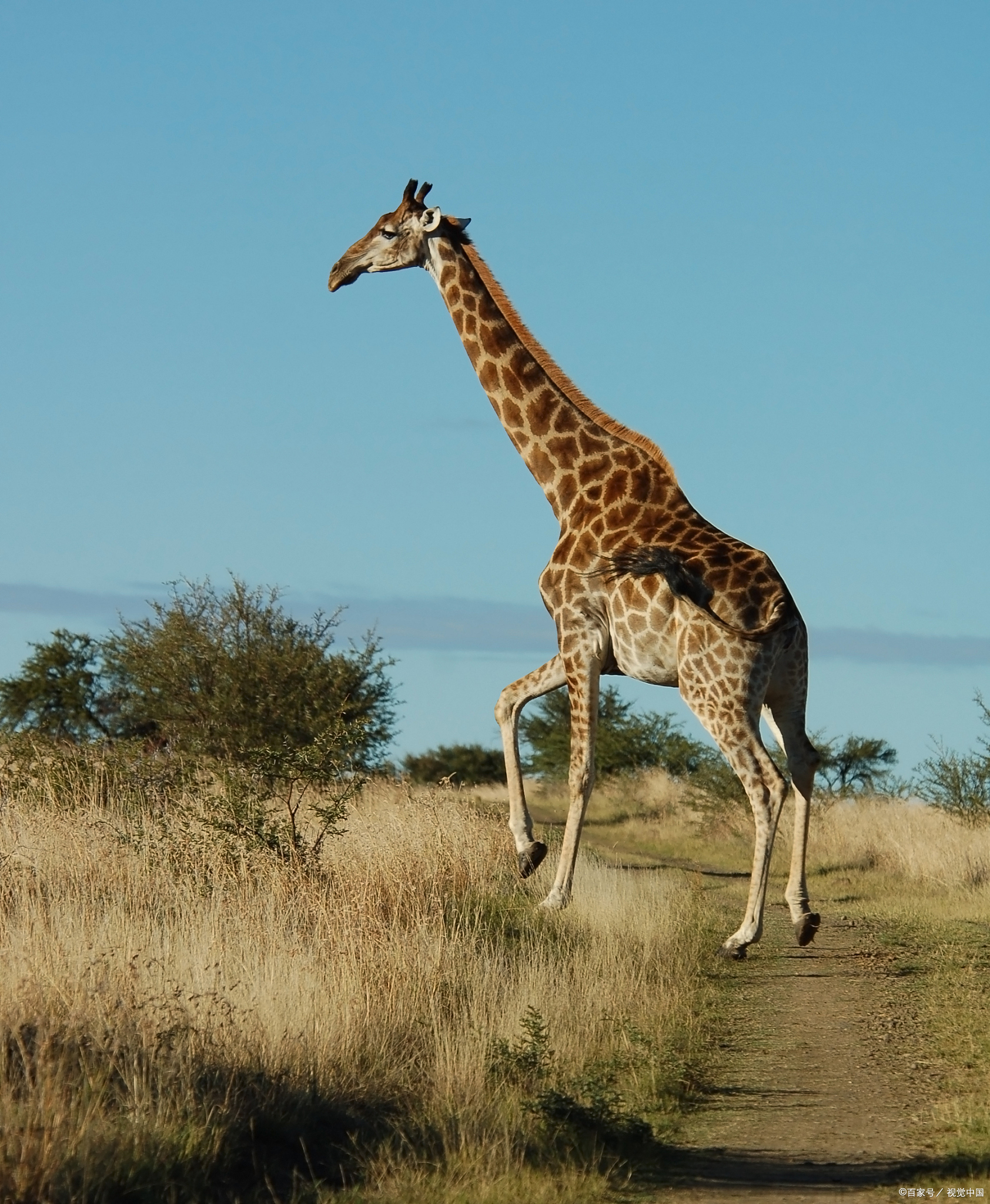 1,鳄鱼:闭眼不眨鳄鱼可以在水中潜伏很长时间,不需要呼吸空气,这让