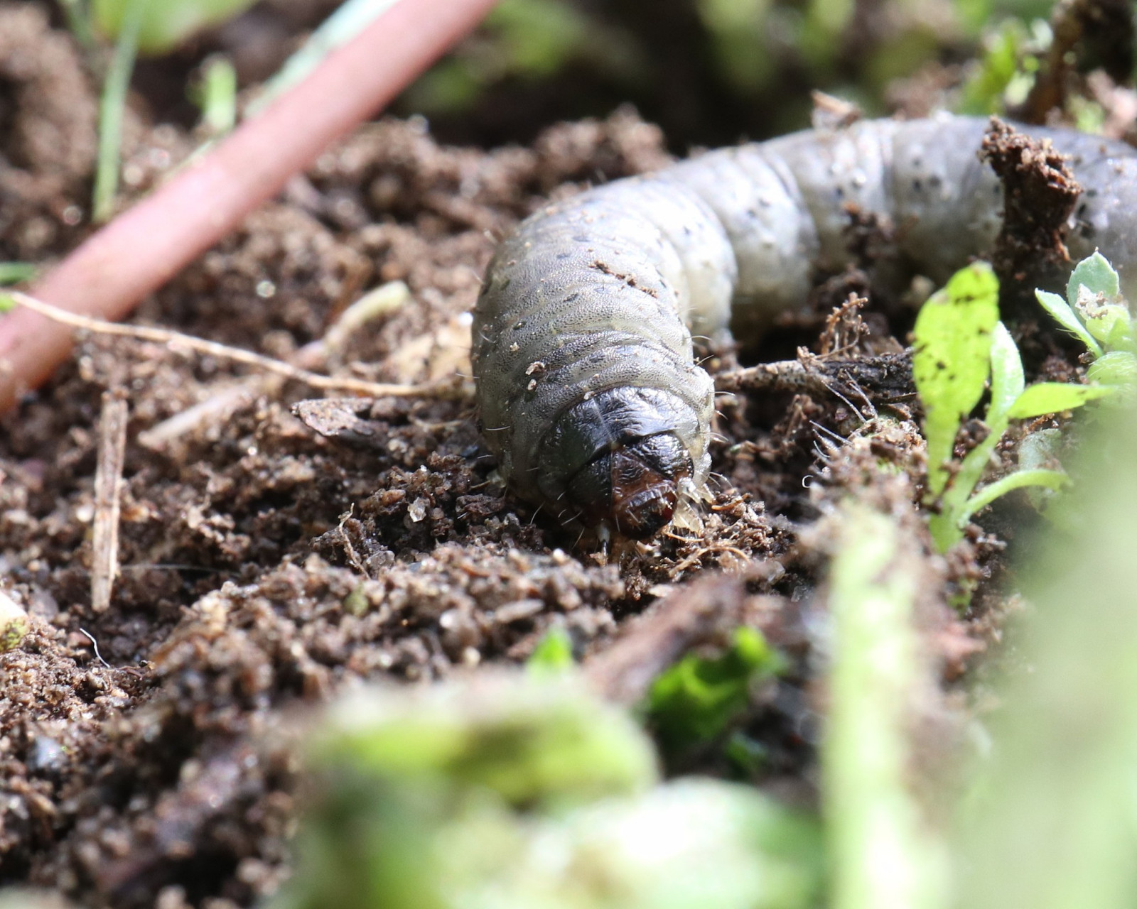 地下害虫地老虎幼虫潜伏土中,蚕食农作物根部,作物受损,生长受阻,怎么