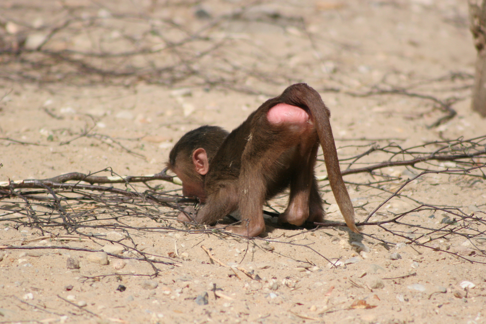 为什么猴子的屁股是红的,眼是烂的  据说,以前的猴子不是现在这样.