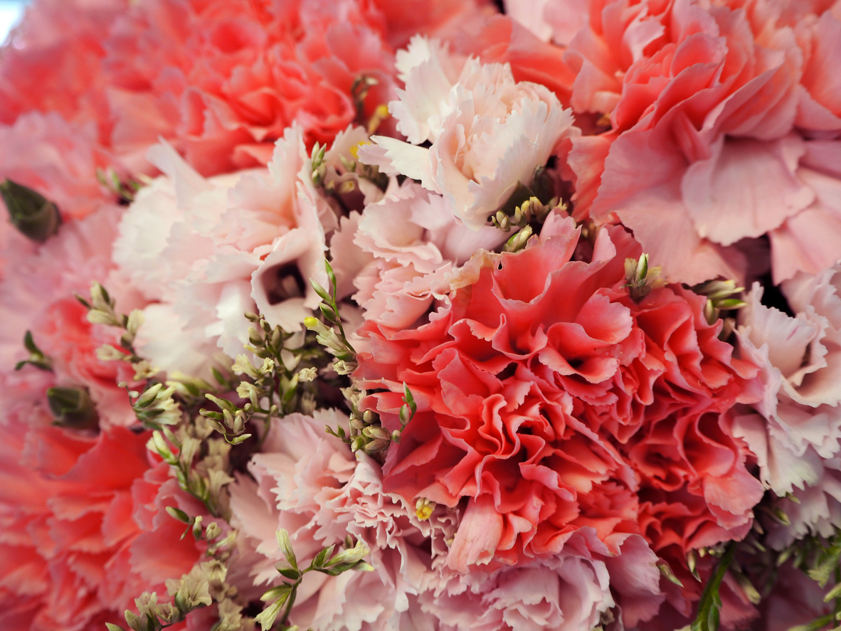 特殊品种的康乃馨,如重瓣康乃馨,大花康乃馨,变色康乃馨等,这些品种