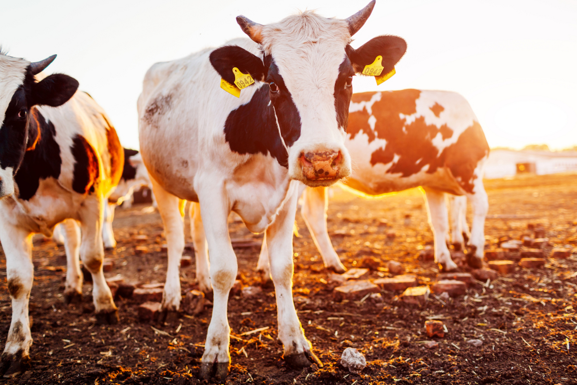 [原文:公奶牛不产奶为什么叫奶牛.