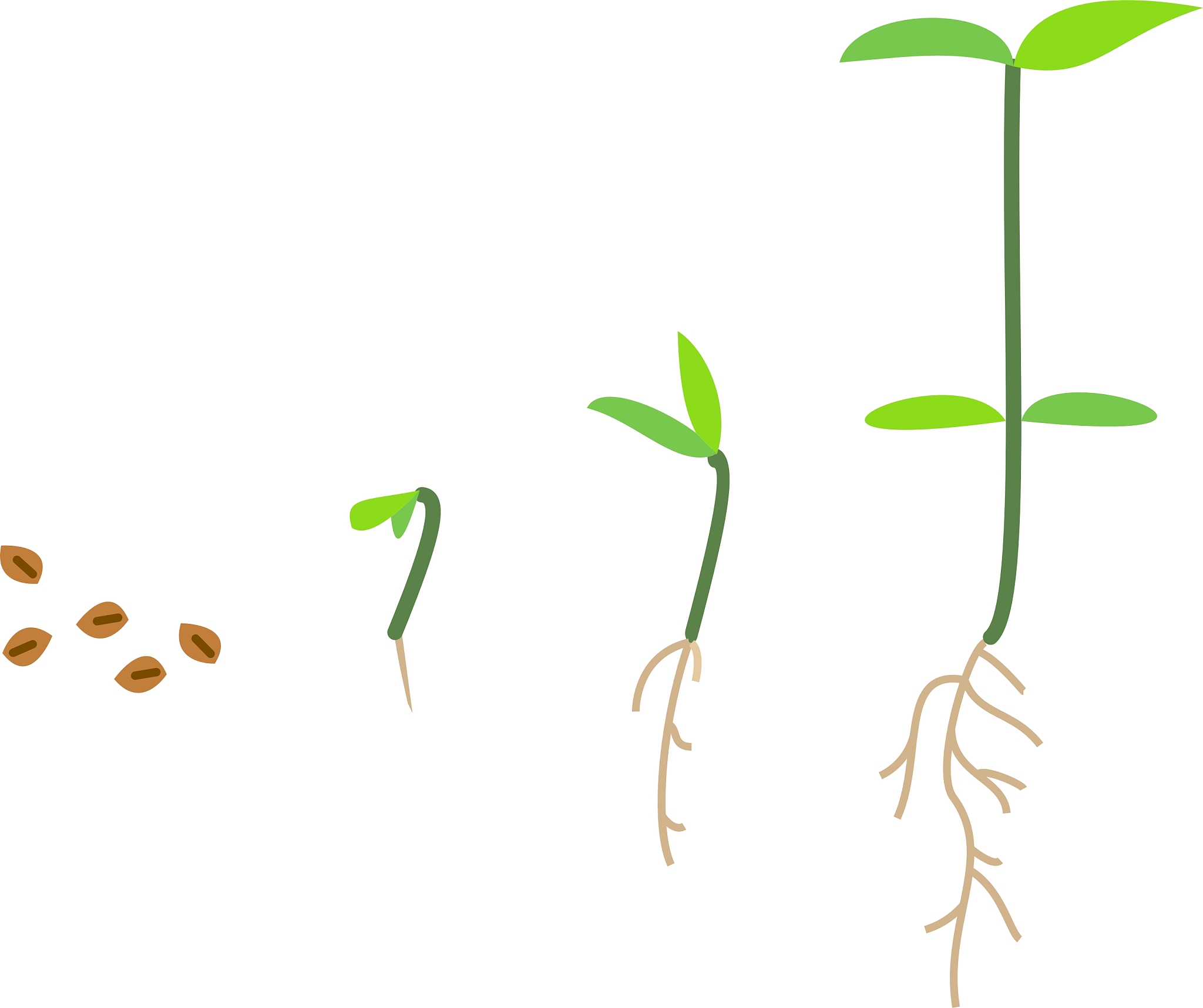 揭开黄豆成长的秘密!