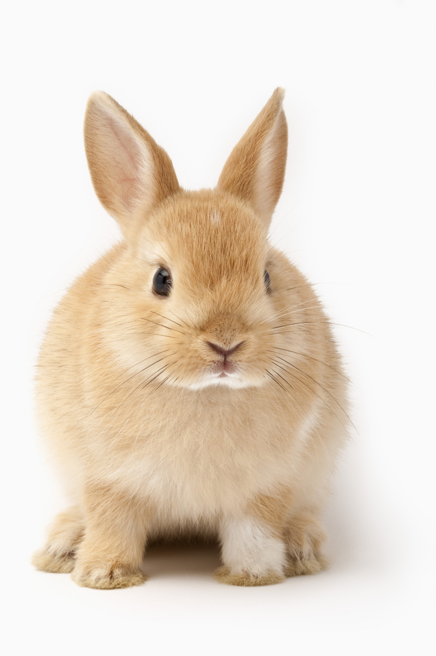 垂耳兔,这一温顺而迷人的宠物界瑰宝,其寿命长度往往牵动着众多爱兔