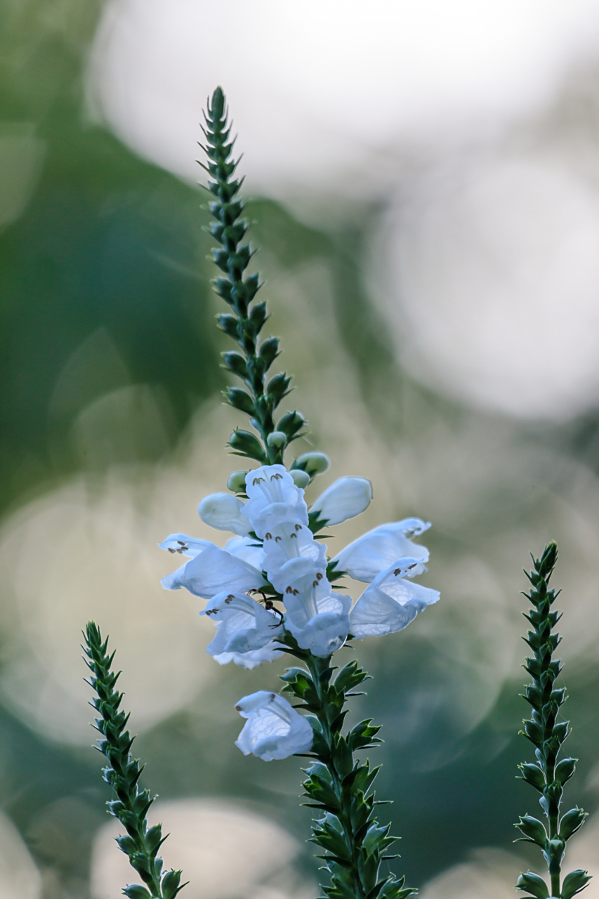 随意草的叶子柔软而细长,呈现出明亮的绿色,散发出一种自然的气息.