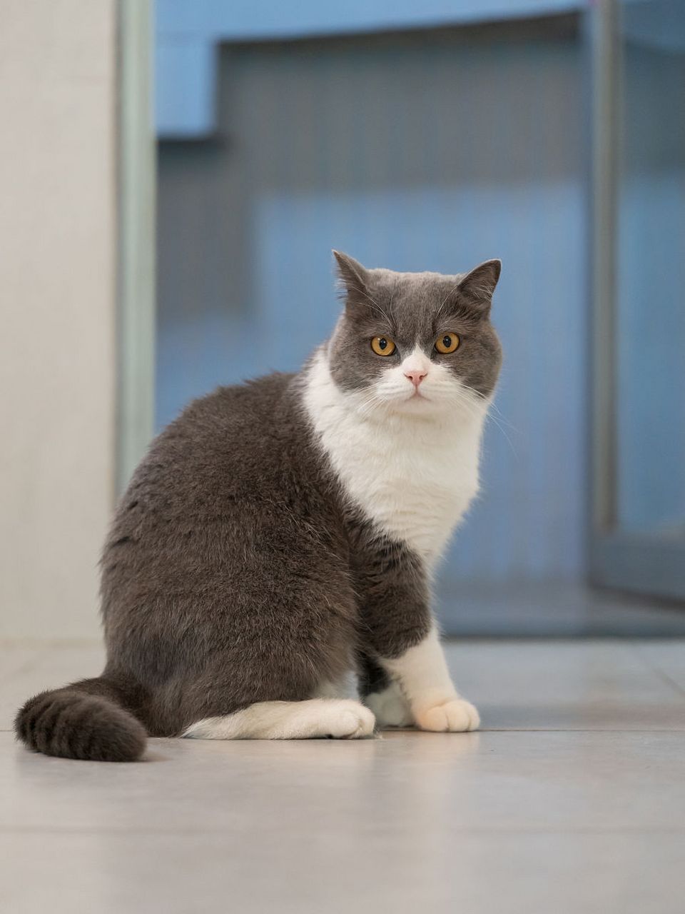 曼基康猫,又被称为短腿猫,以其独特的外貌和友好的性格受到许多猫