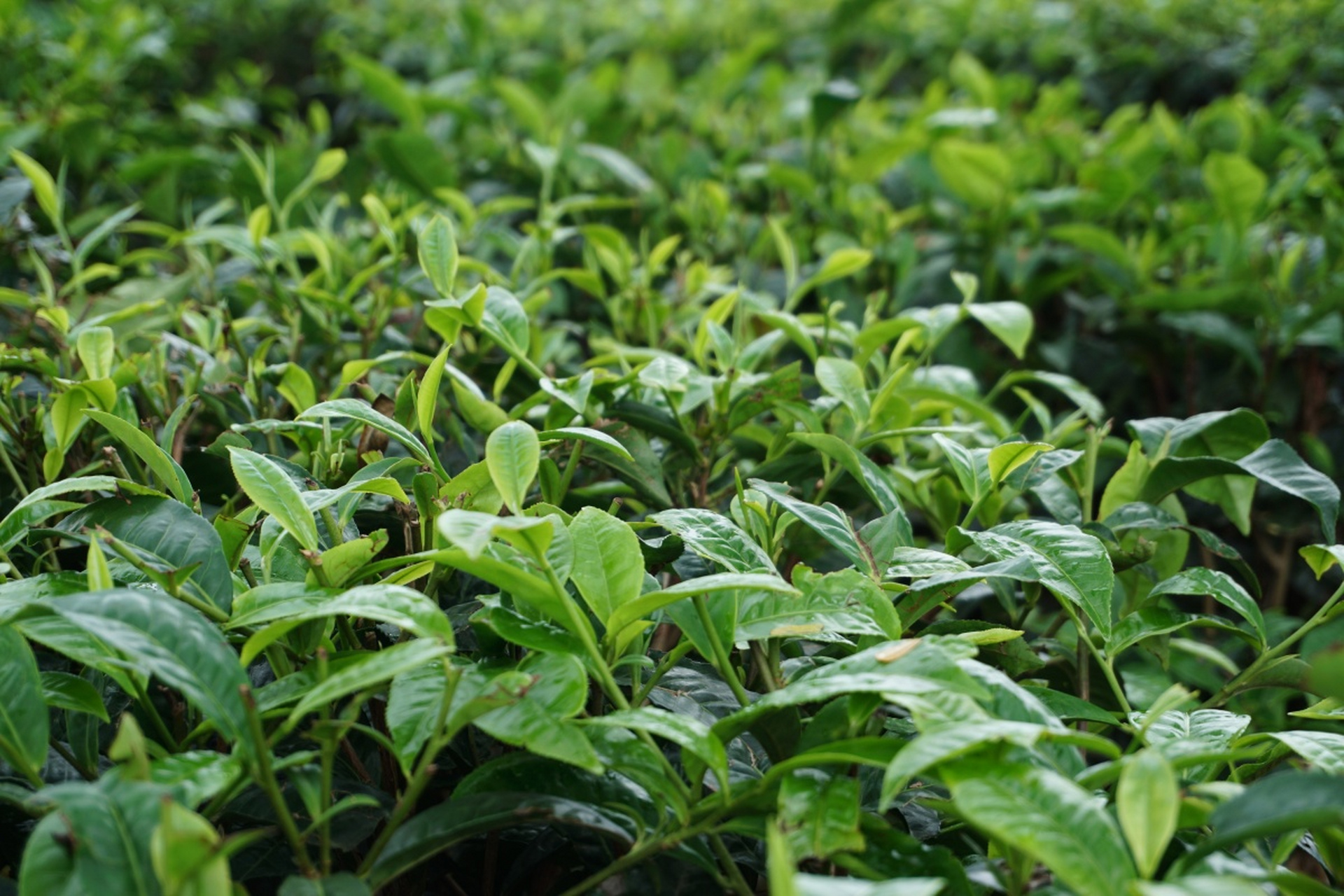 峨眉山产茶,历史悠久.
