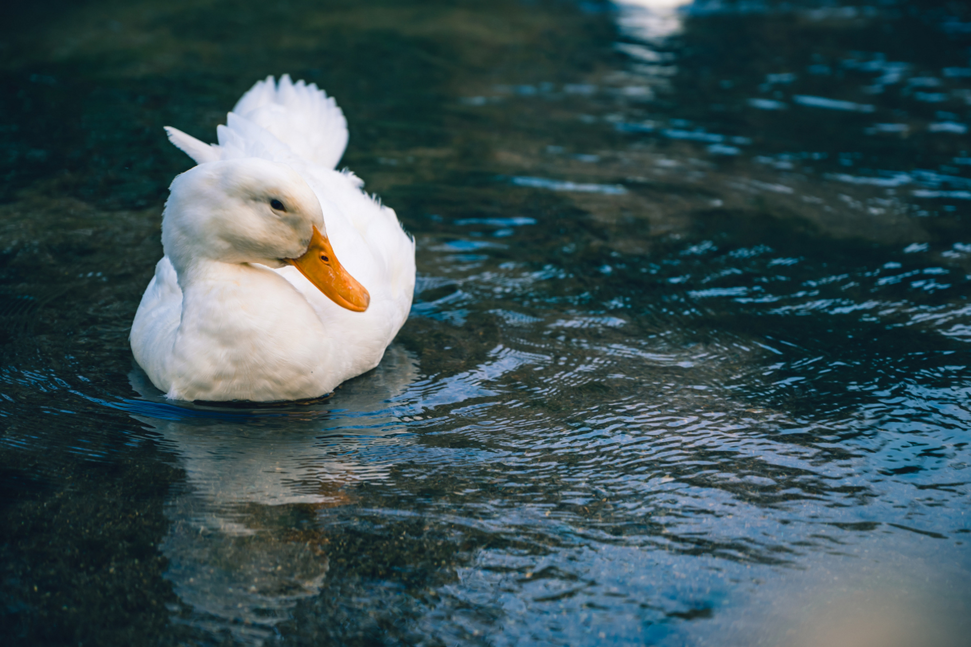 但是,鸭子的叫声没有回音. 为什么?