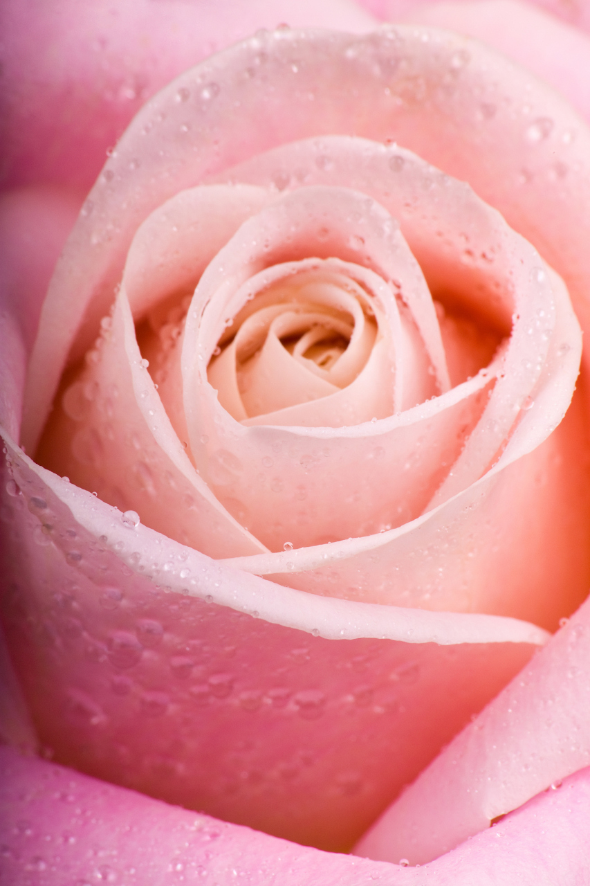 浅色房间选深粉或红玫瑰,增添层次感;深色房间选浅粉,白色或粉白色