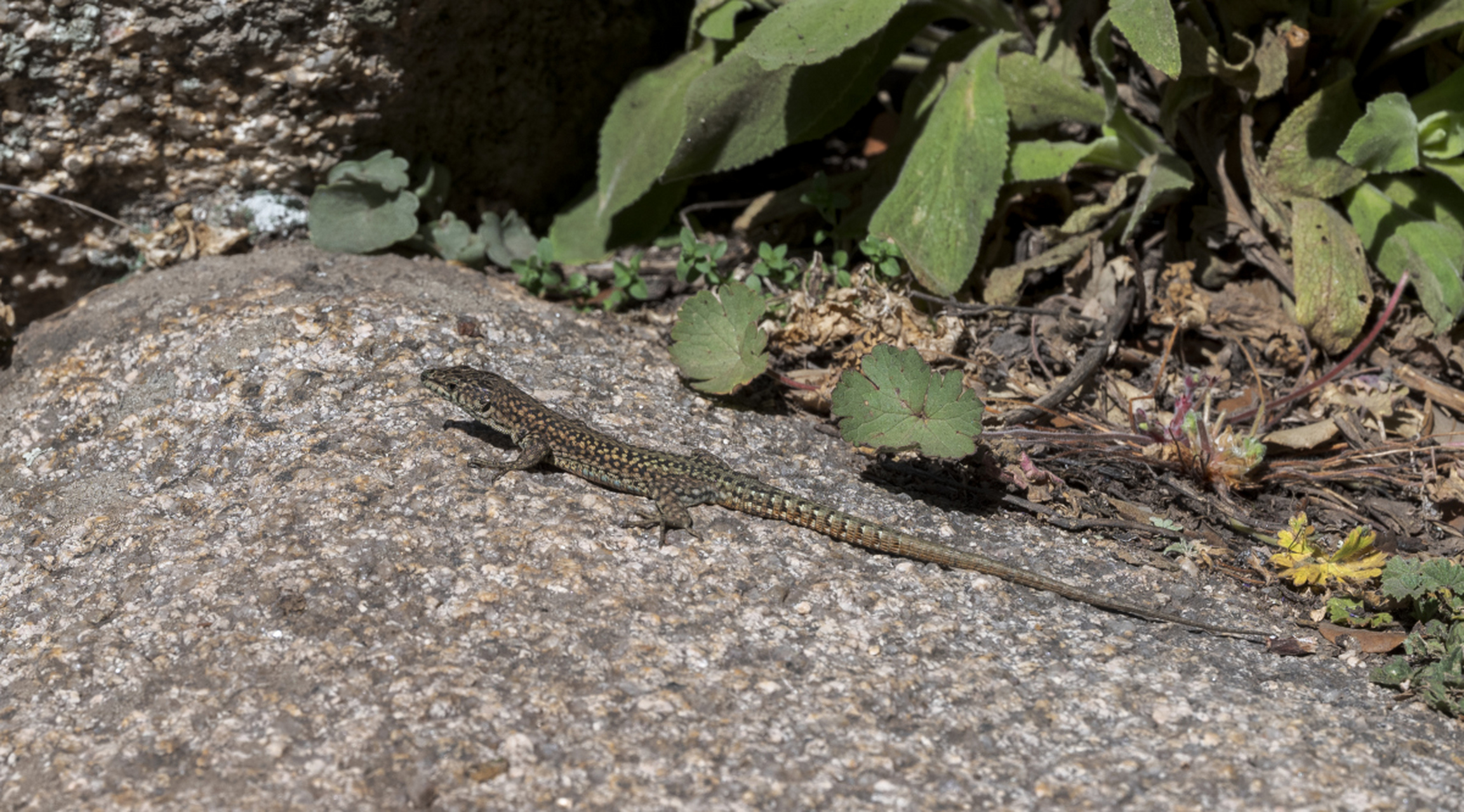 壁虎是一种有趣的爬行动物,生活在热带和亚热带地区,有吸盘的脚趾使