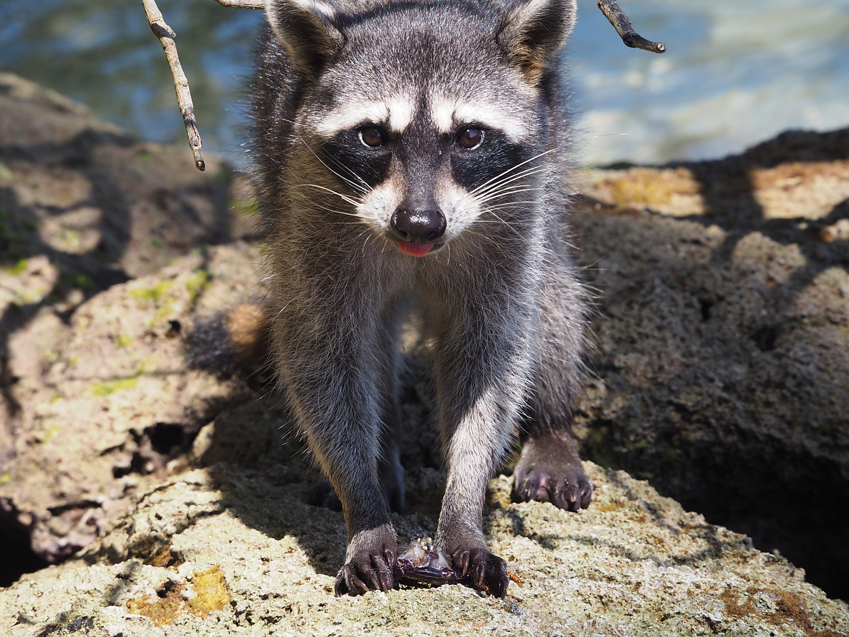 在亚洲森林,灌木丛和草地中的哺乳动物,以果实,昆虫和小型动物为食