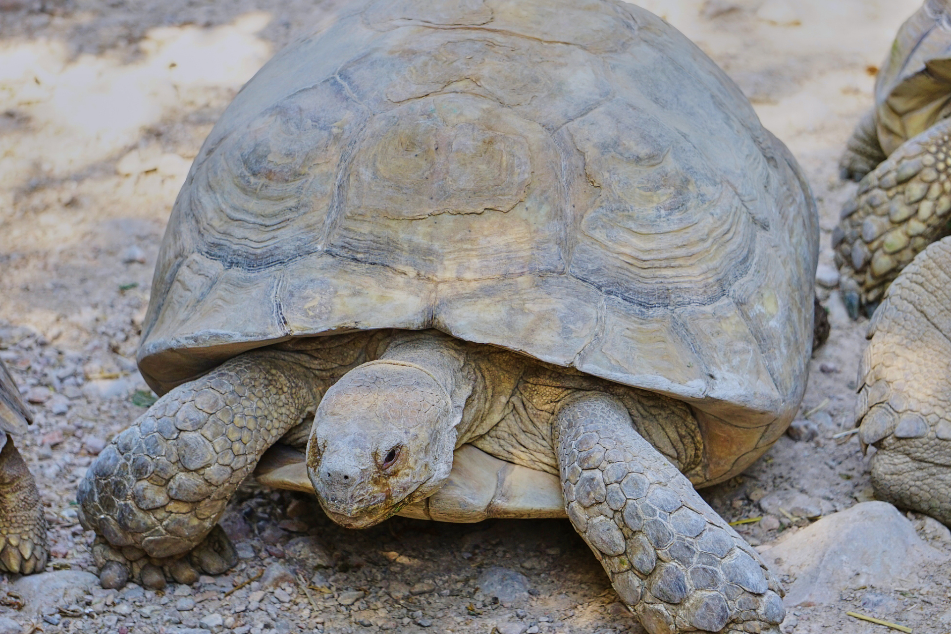 乌龟,这个我们常见的爬行动物,是否拥有与我们人类或其他哺乳动物相似