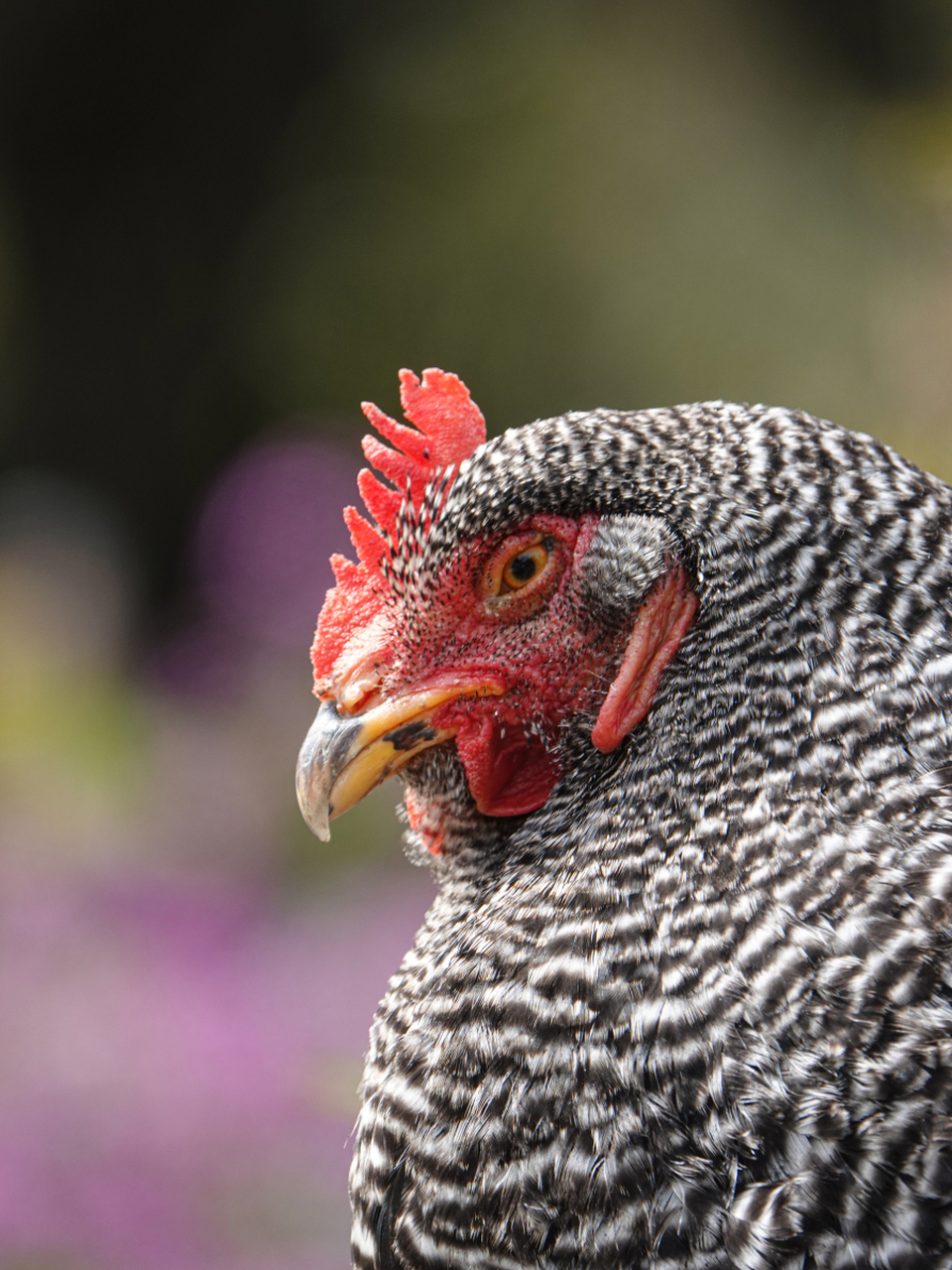 公鸡耳朵藏羽中,形态扁平听觉灵.除了听声还能社交!