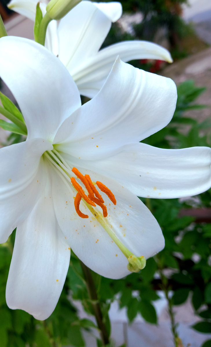 百合花生活环境图片