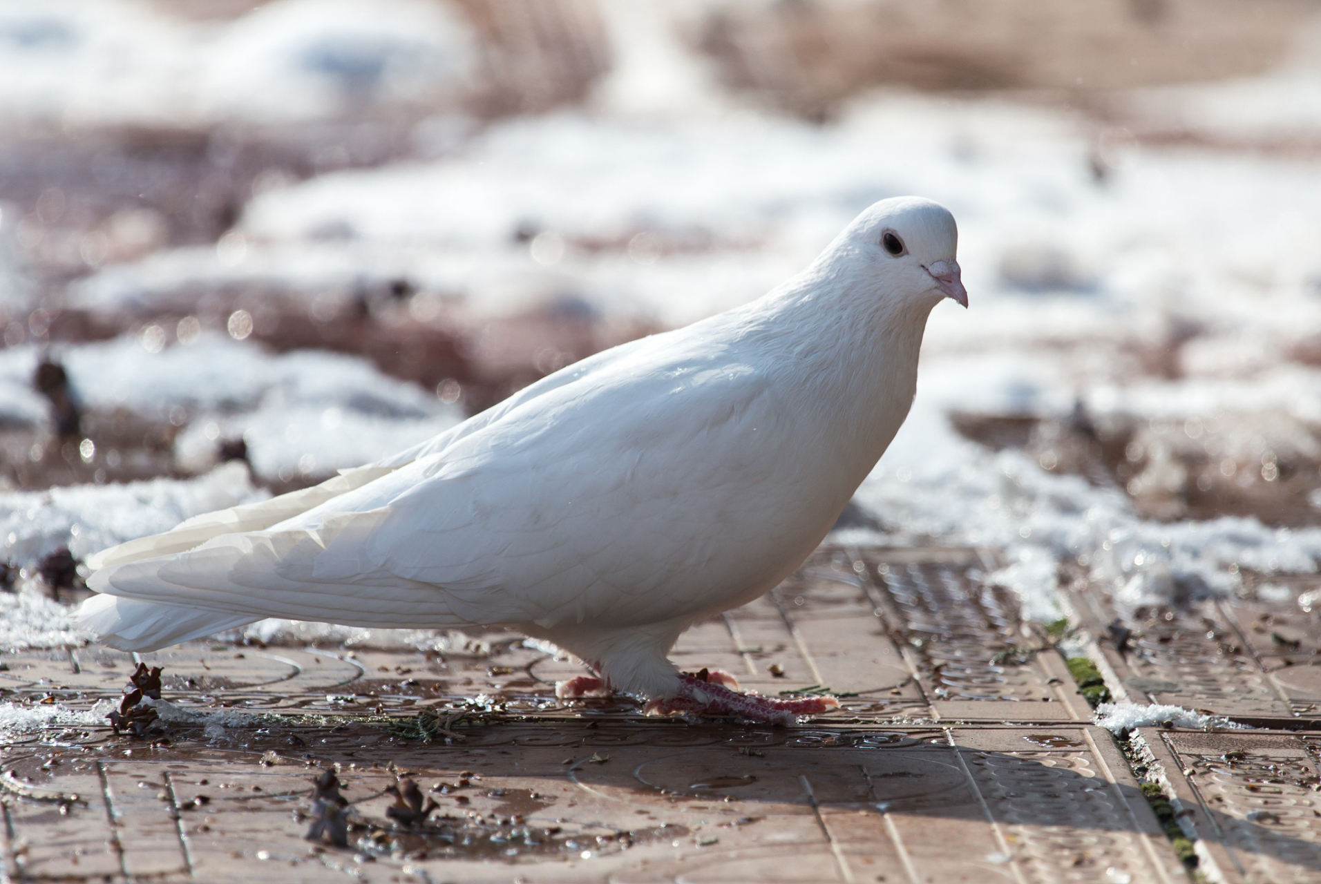 捕捉冬季美好瞬间# 在雪地里发现一只勇敢的雪鸽,它比我还会飘,可能