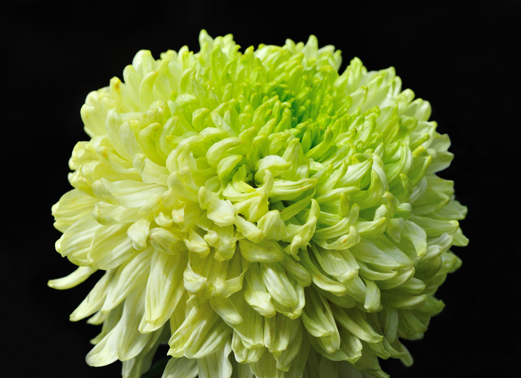 每天一种花草——绿菊 🌿  嗨,花草爱好者们!今天我们要来认识一种