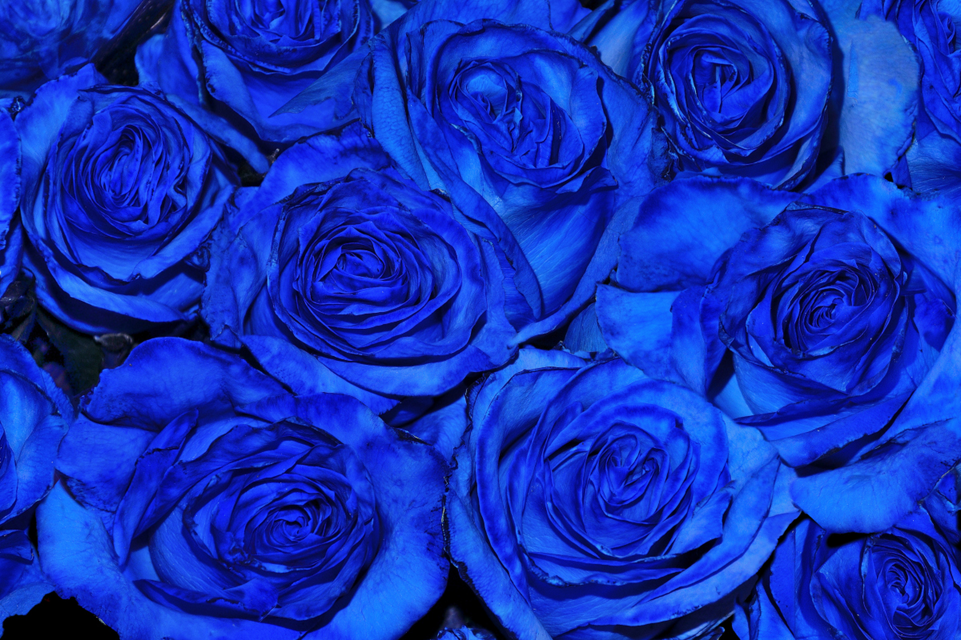 蓝色妖姬是玫瑰花的一种,很昂贵单枝蓝色妖姬 花语相守是一种承诺,人