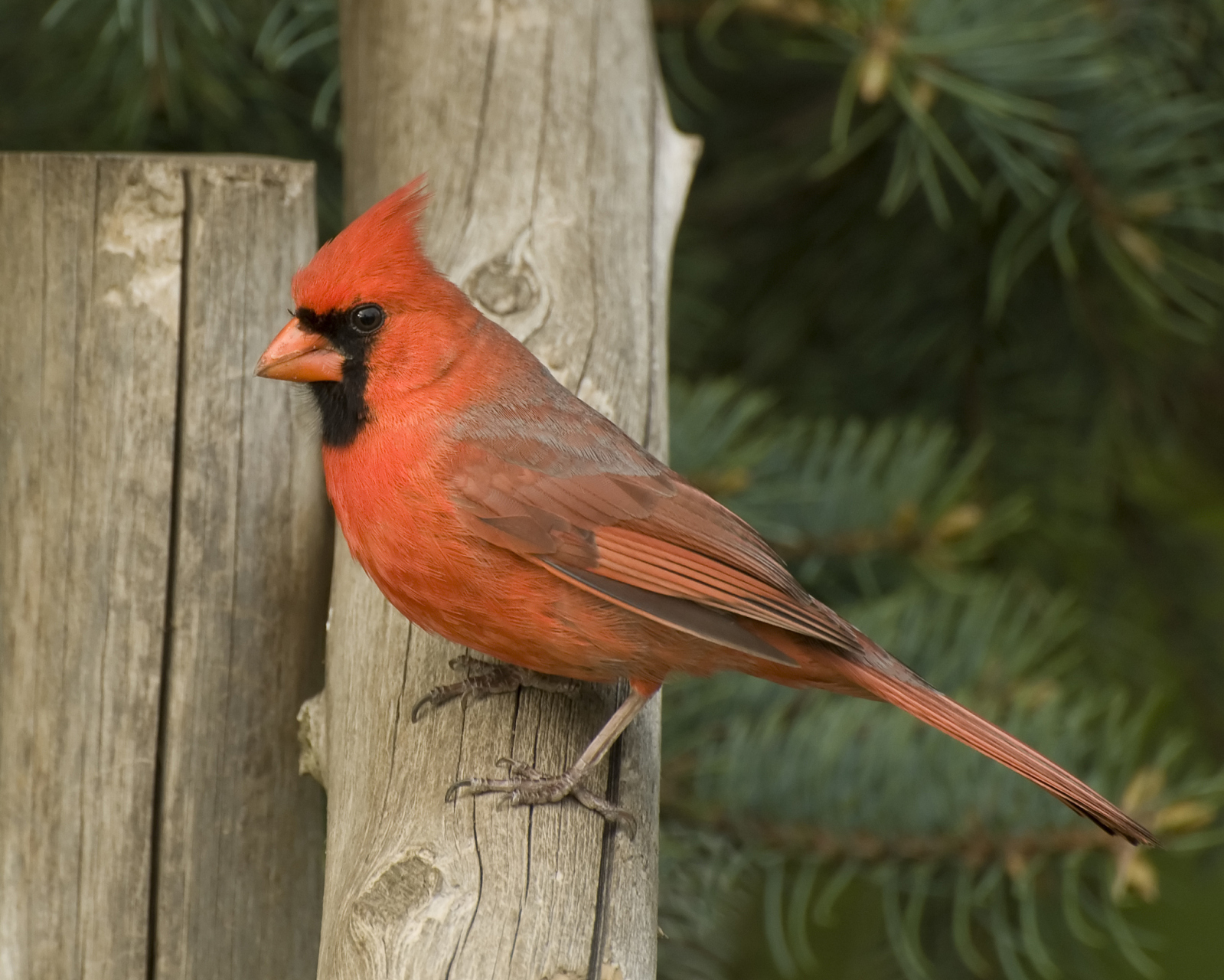 朱红霸鹟,艳丽夺目,独具慧眼.