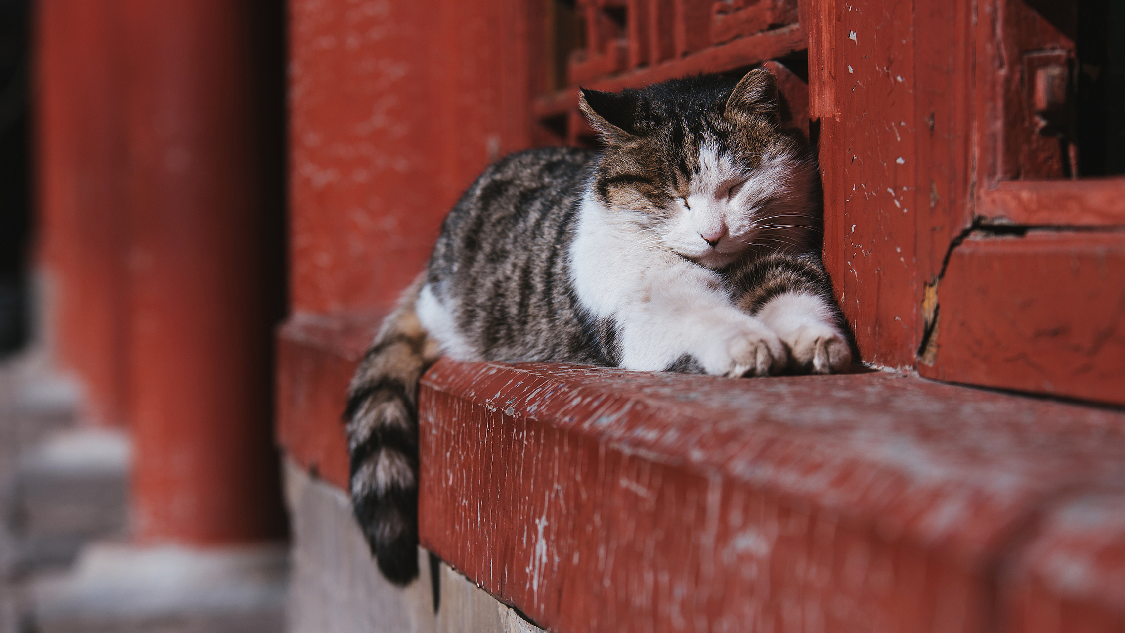 这些猫咪在雪地里的照片不仅让人感到温馨,也让人更加关注这些可爱小