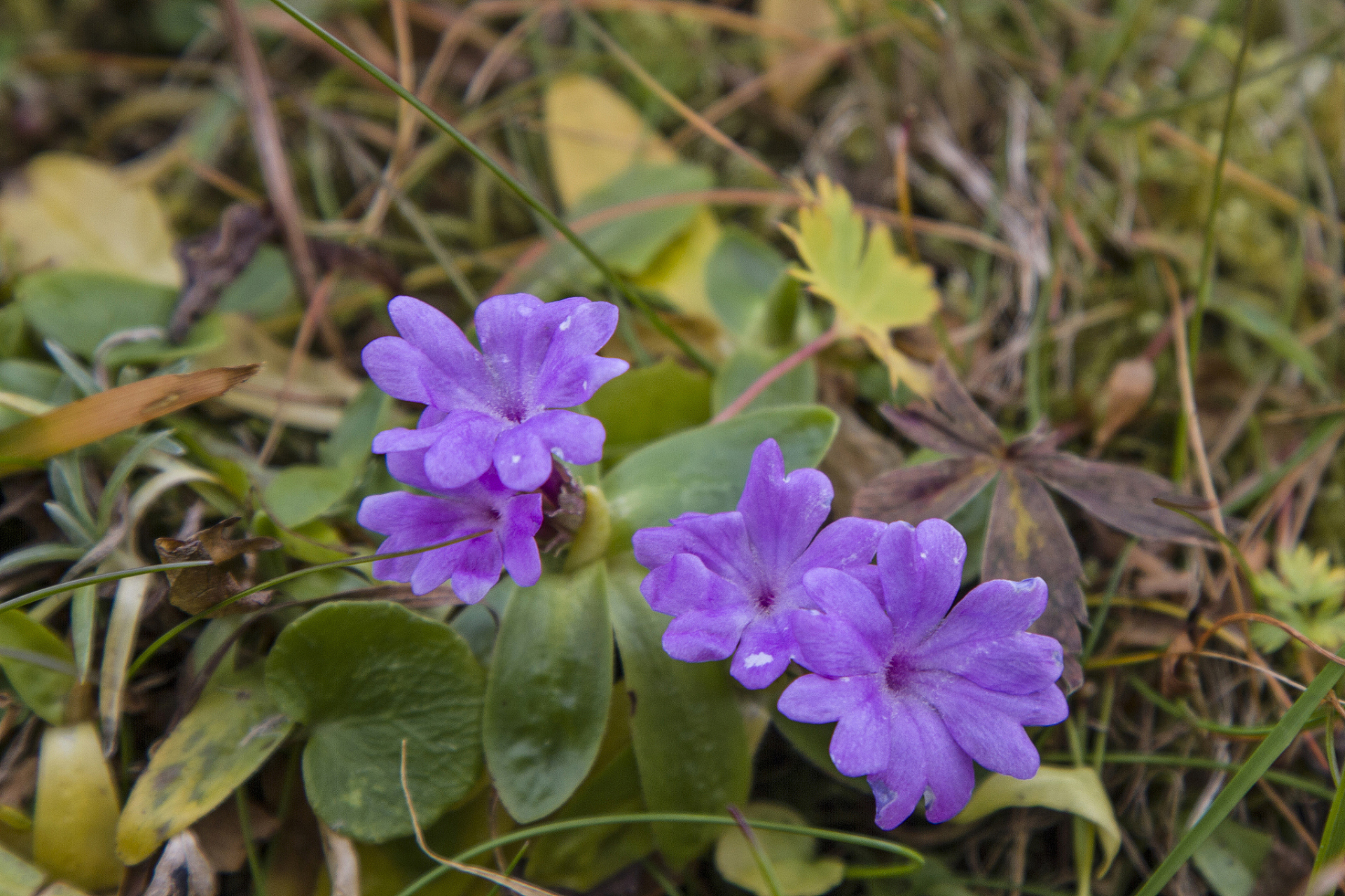 俗称"化毒草",想不到大路边就有不少,那么你见过吗?来看看!