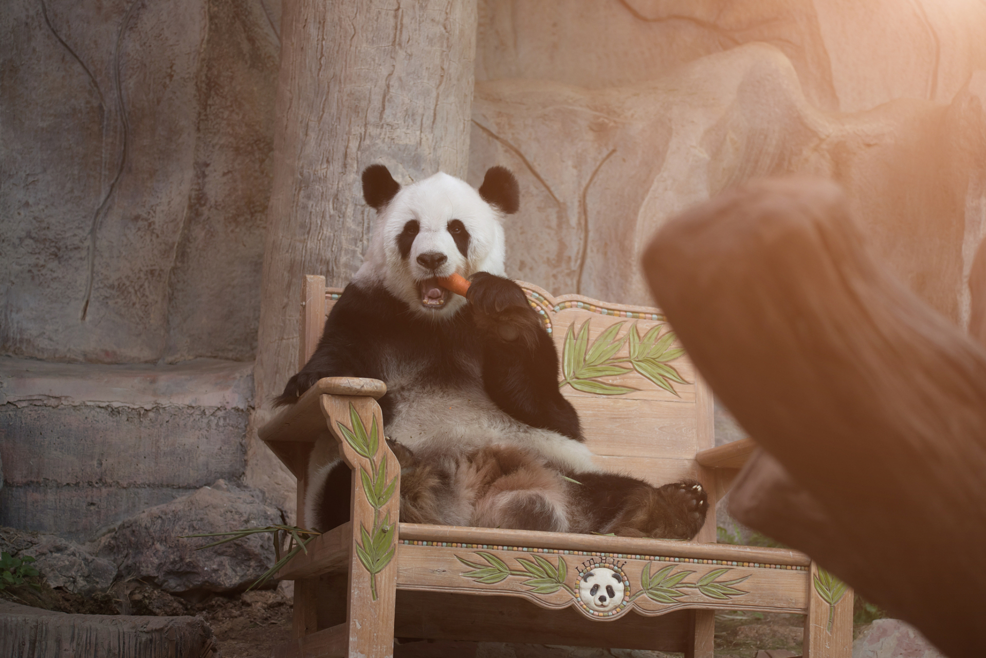 丫丫专机将于26日中午起飞# 旅美大熊猫"丫丫"即将回国,有消息 :""