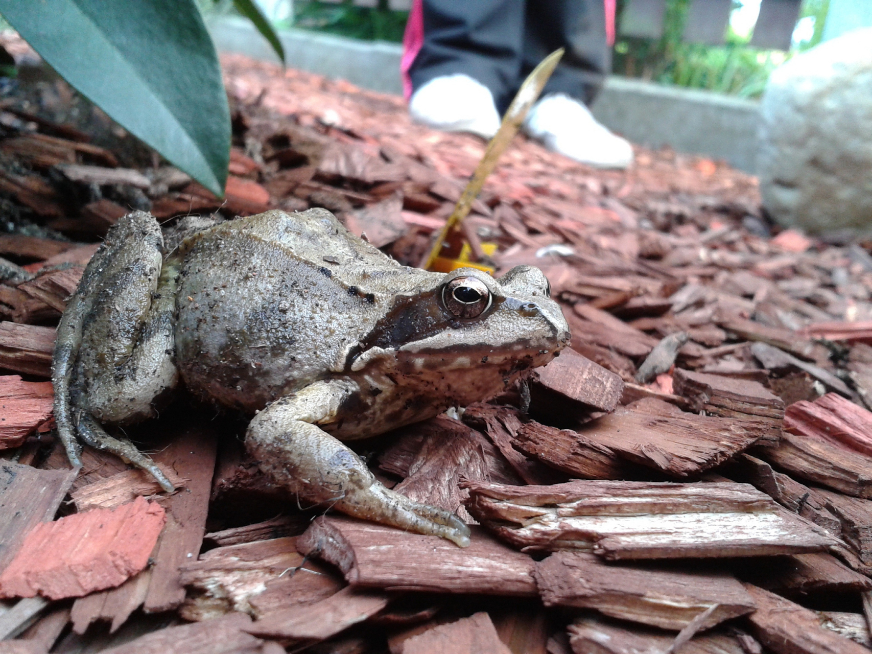 林蛙,这一来自大自然的馈赠,其市场价格历来备受关注.