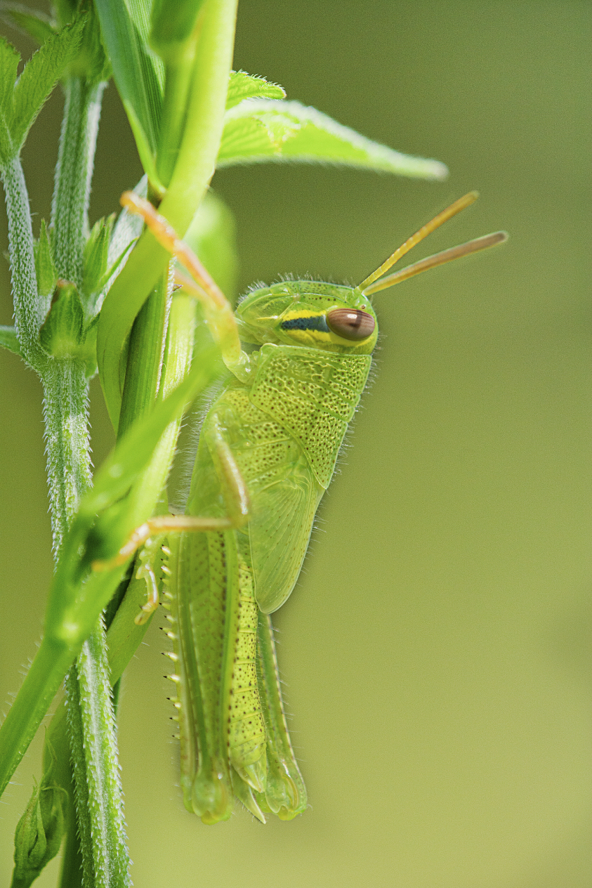 蝗虫是蝗科蝗属的昆虫动物,全身通常为绿色,灰色,褐色或黑褐色,后腿