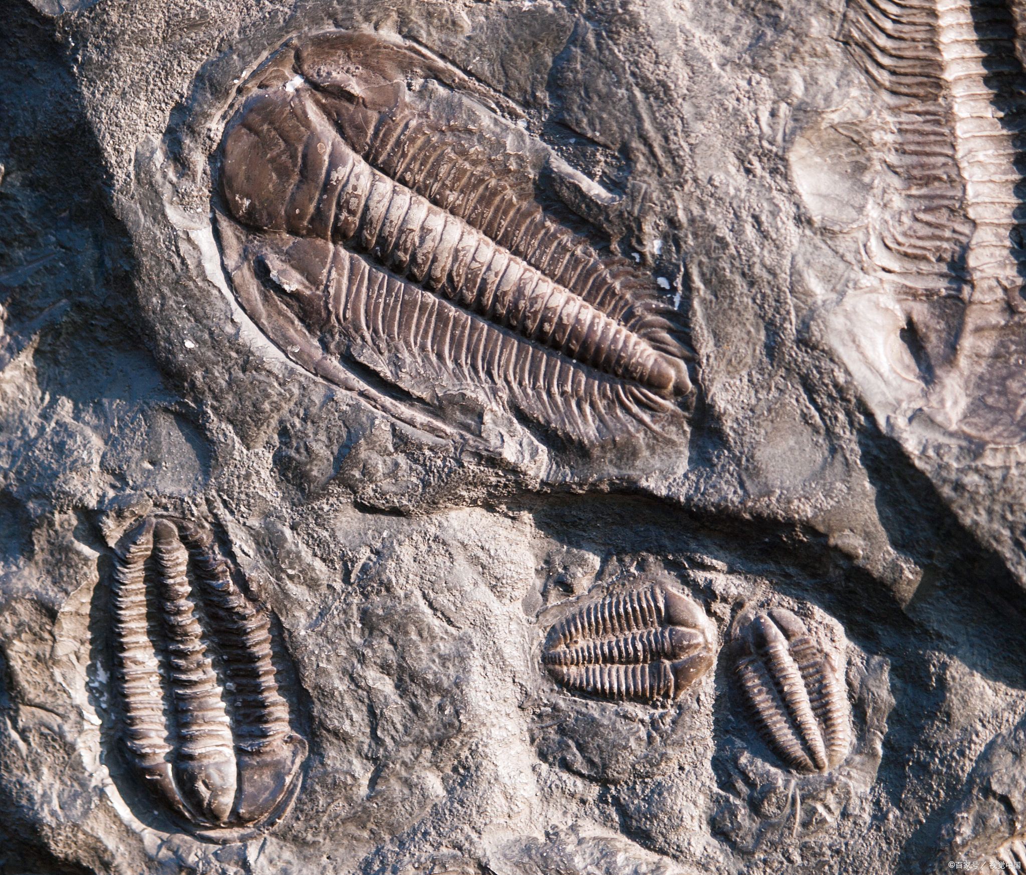 寒武纪化石种类图片
