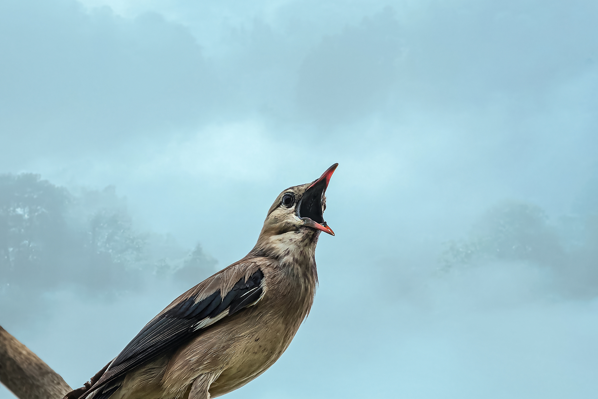 叫声是一种复杂的交流方式,传递着各种信息,包括领地宣示,警告,求偶等