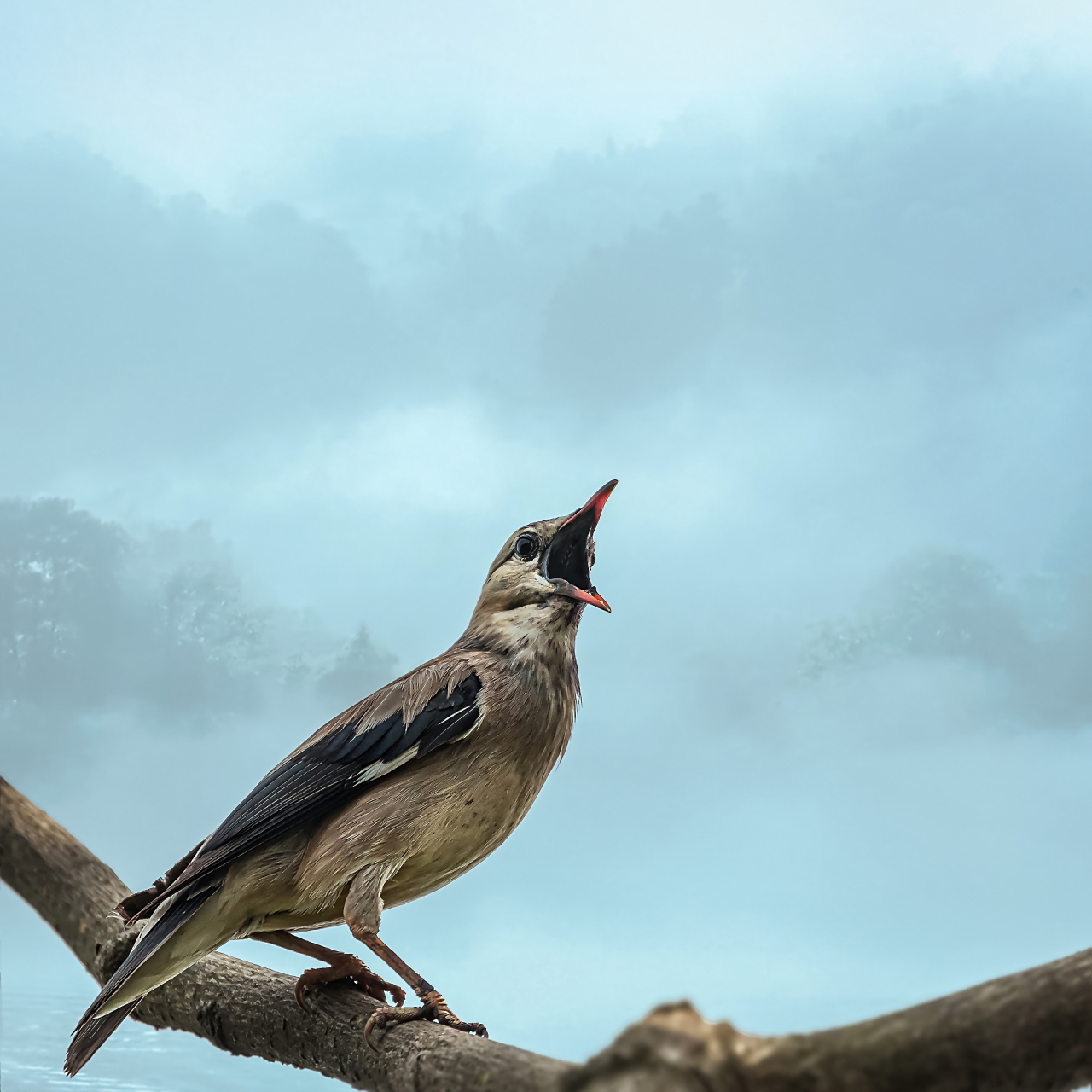 鸟儿的叫声是一种复杂的交流方式,传递着各种信息,包括领地宣示,警告