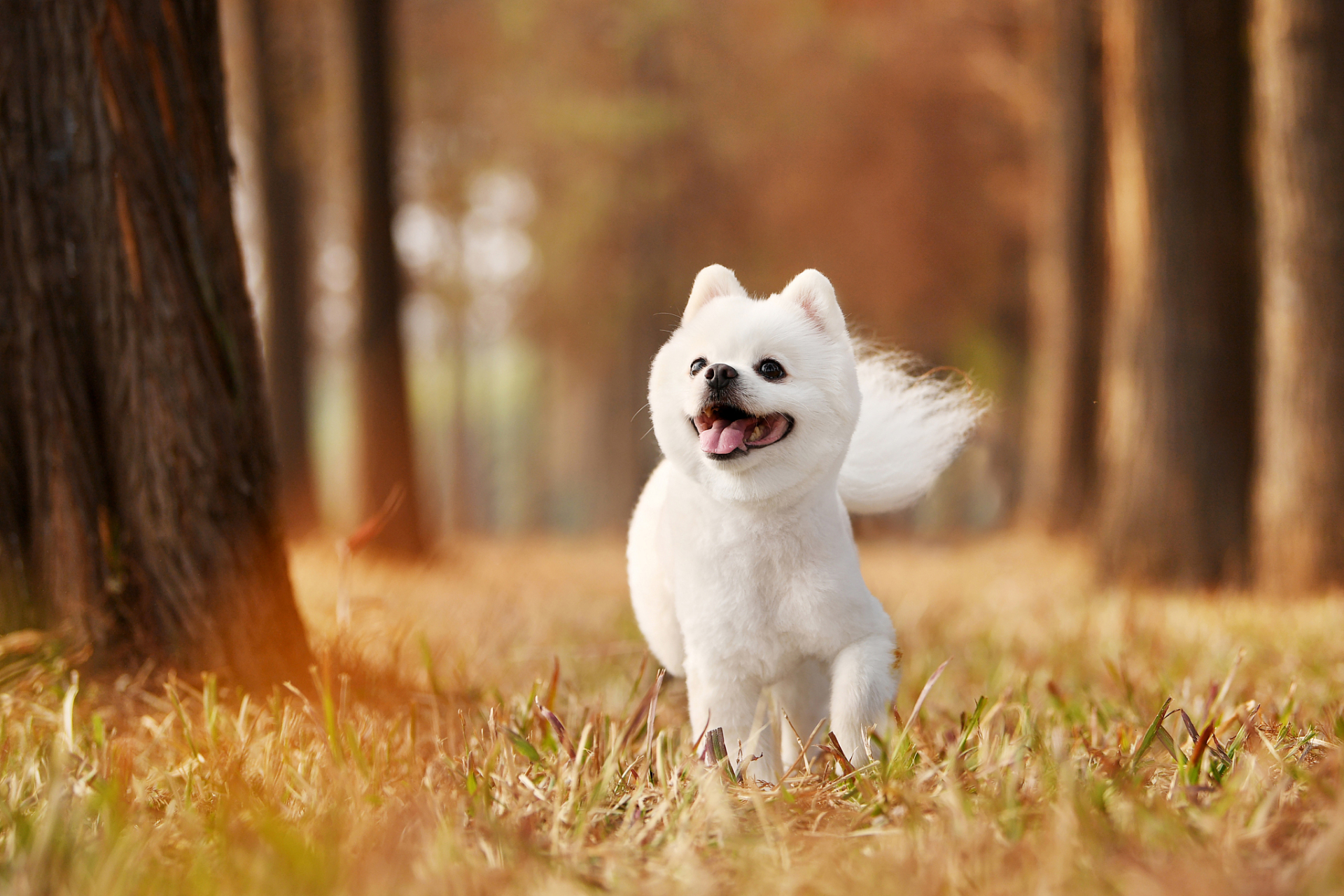 一只可爱的小狗狗,它的外表非常迷人,拥有柔软的毛发和圆溜溜的大眼睛