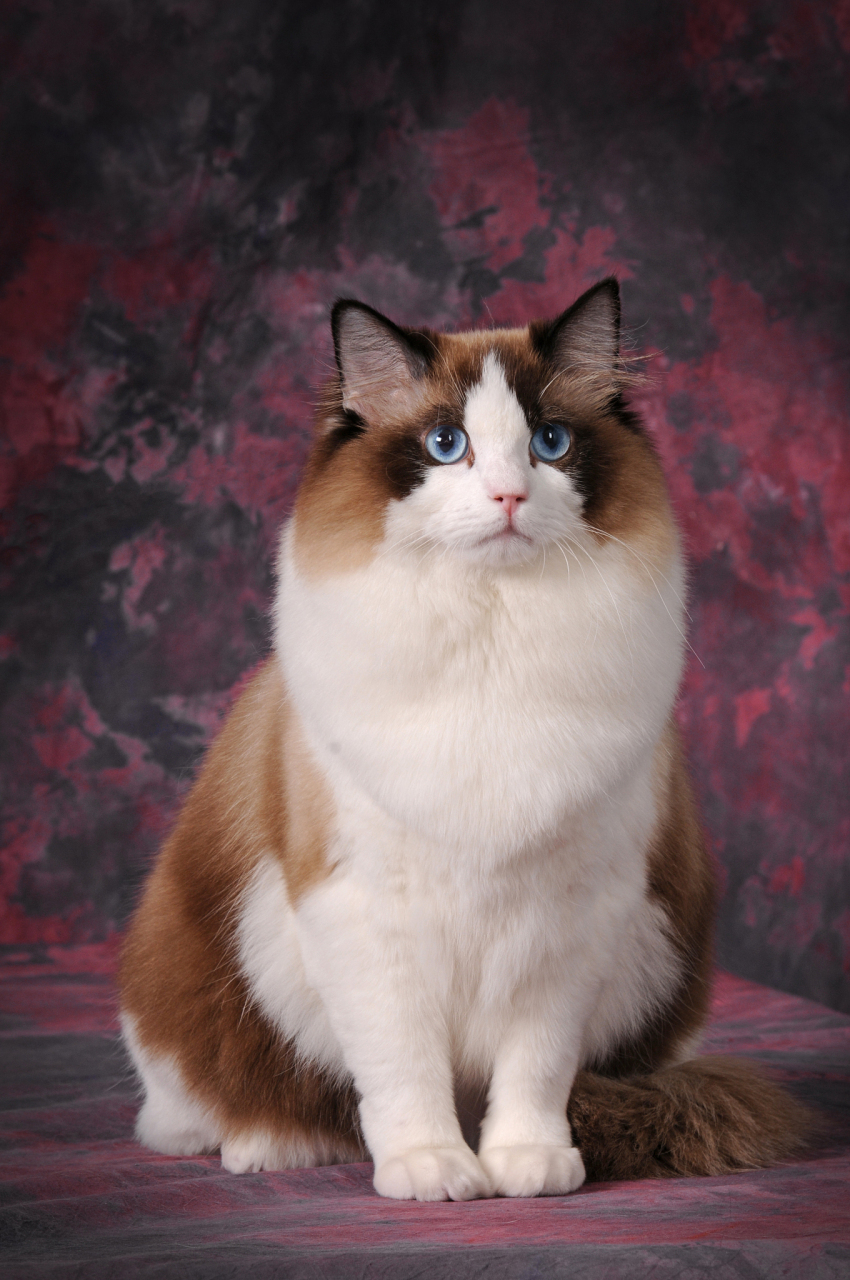 布偶猫以依赖性,口腔卫生问题和适度运动需求等挑战为主,需特别关注.