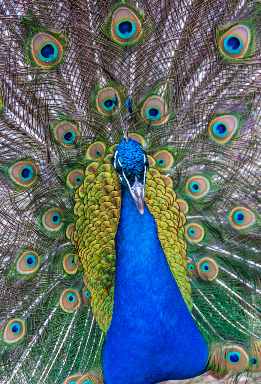 蓝孔雀,这来自热带和亚热带的华丽精灵08.