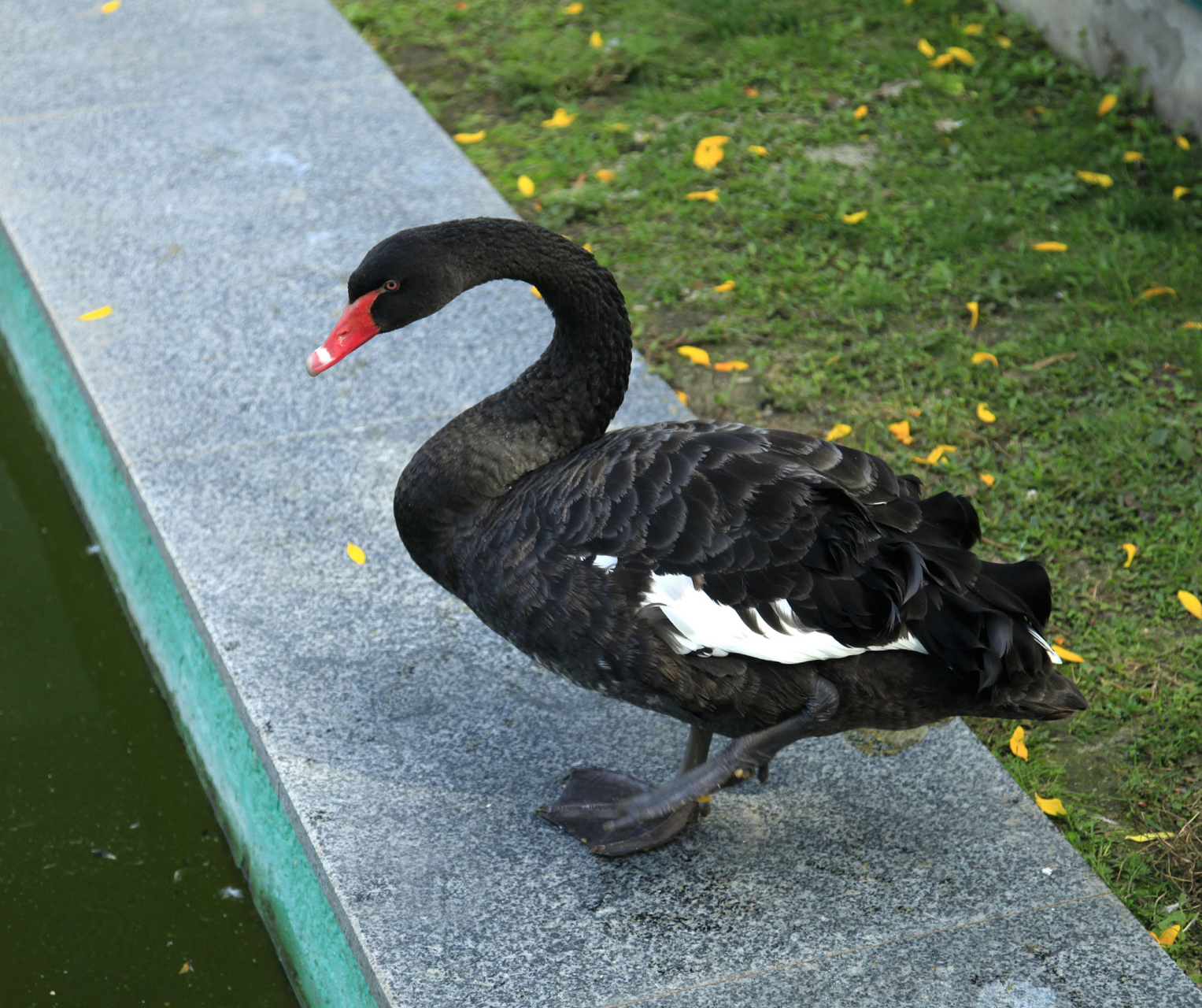 在广东清远市清新县,有一种特别的鹅,叫做乌鬃鹅,也称为黑鬃鹅.