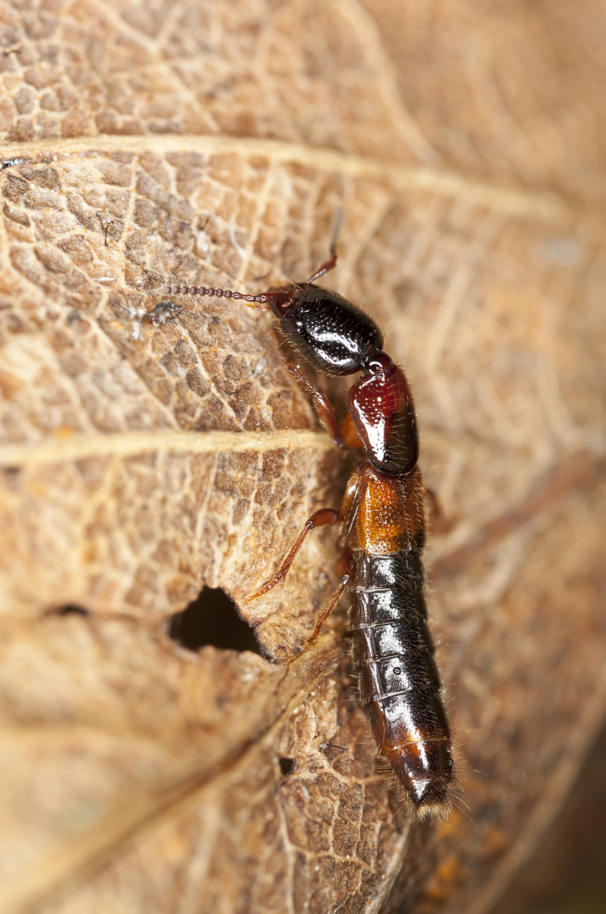 如果有人被隐翅虫的毒液感染,可能会出现皮肤红肿,疼痛等症状.