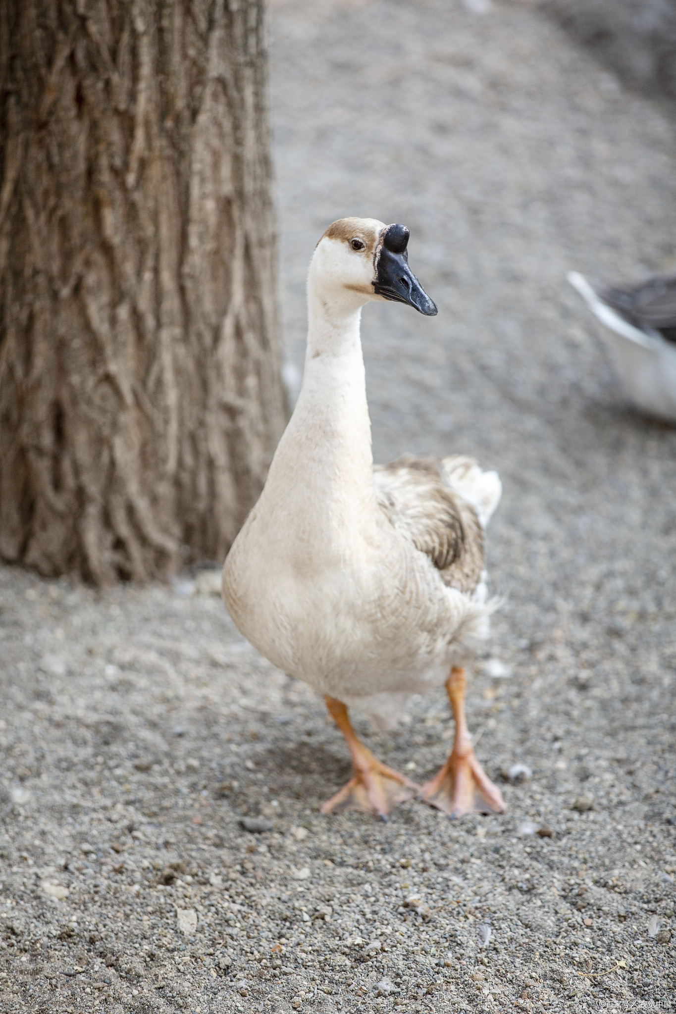初秋的农村大鹅白鹅头顶和尾巴上有一撮小黑毛的白鹅会跟人的鹅图片
