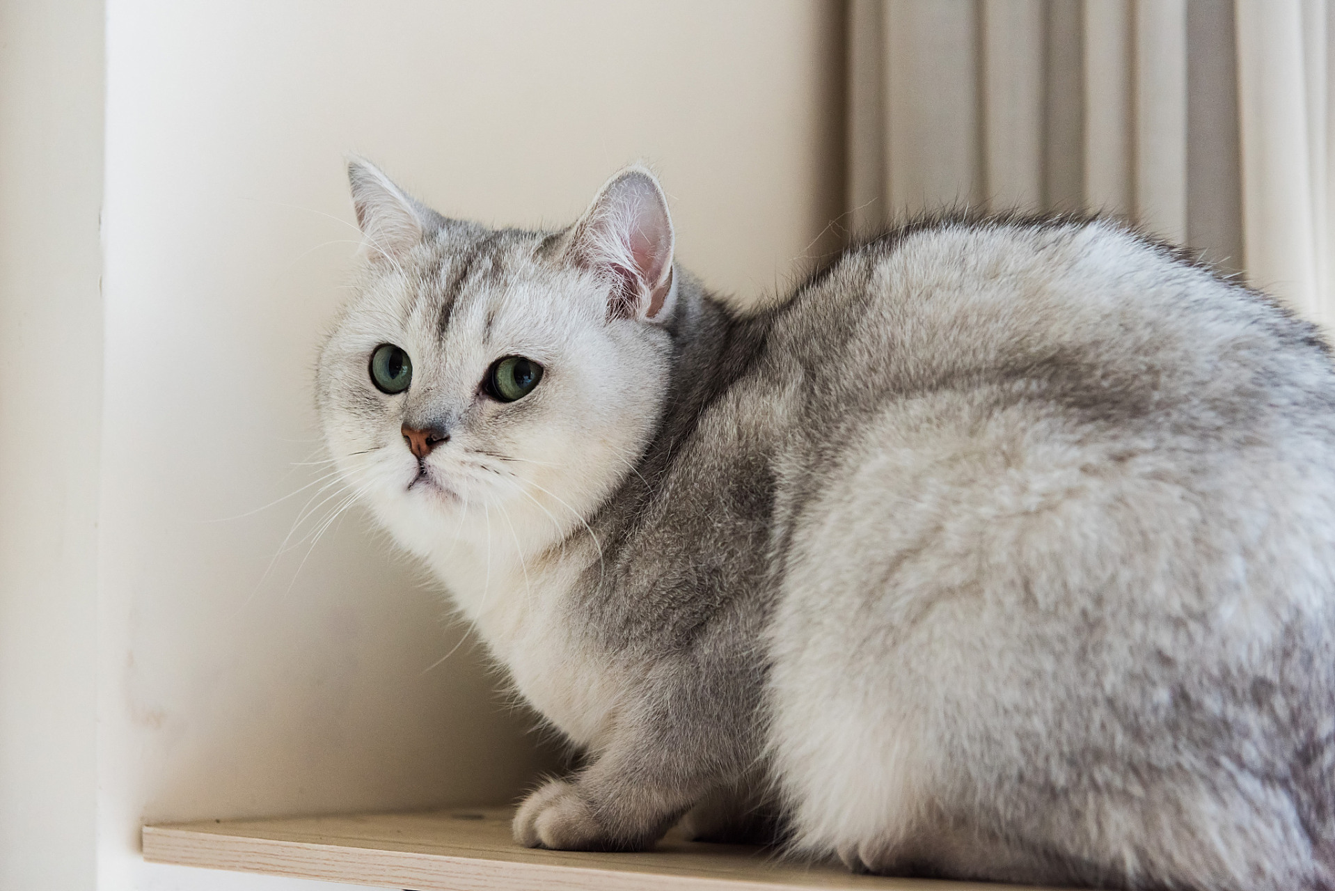 银渐层猫是英短和美短的混血品种,具有浓密的白色毛发,圆润的脸型和