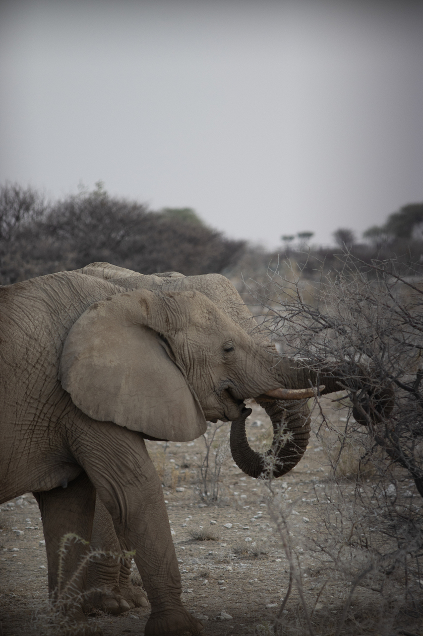 马赛马拉动物保护区位于肯尼亚南部,占地1800平方公里,是非洲野生动物