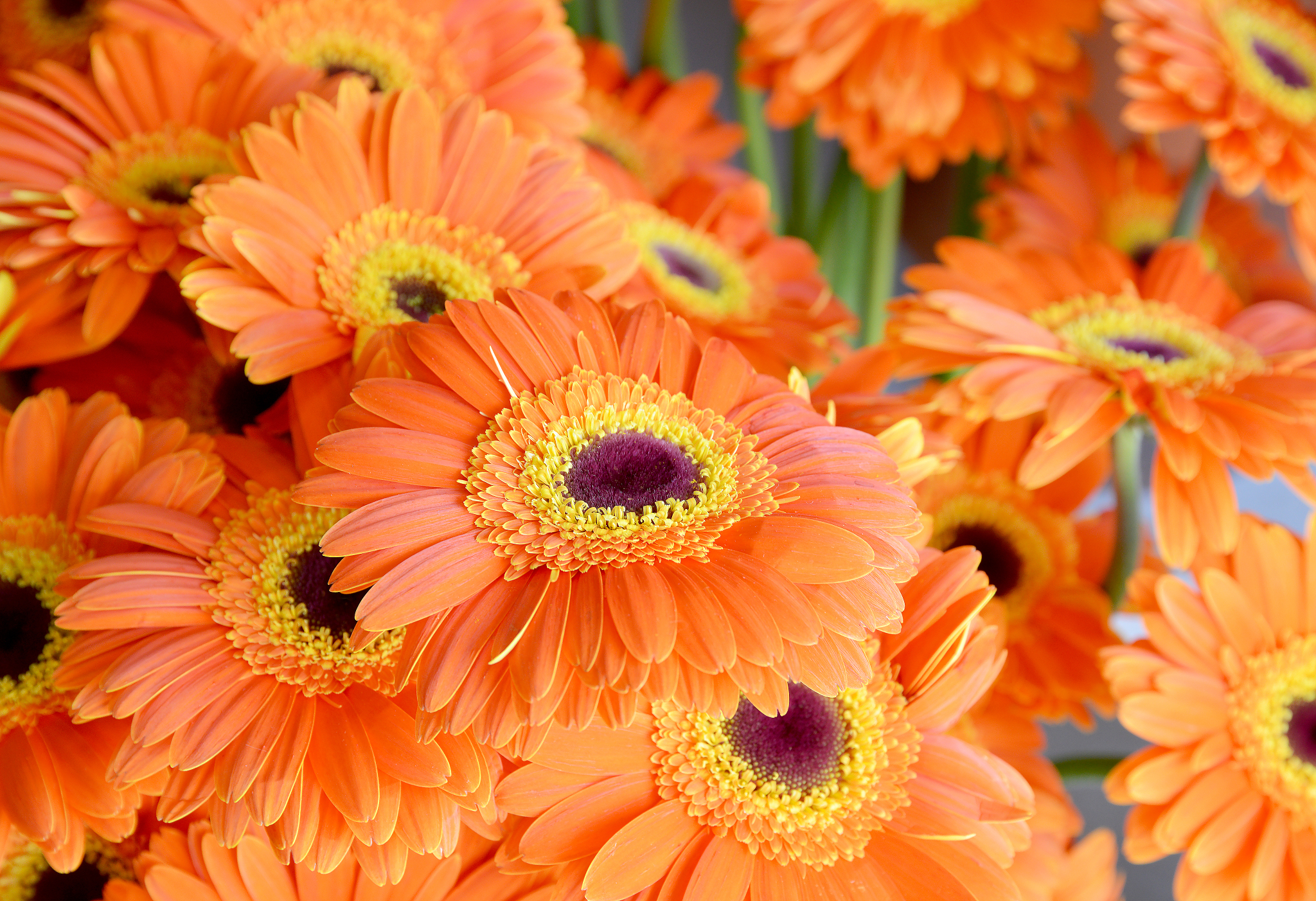 非洲菊是一种夏季常见的观赏植物,以下是一些养护非洲菊的建议:  1